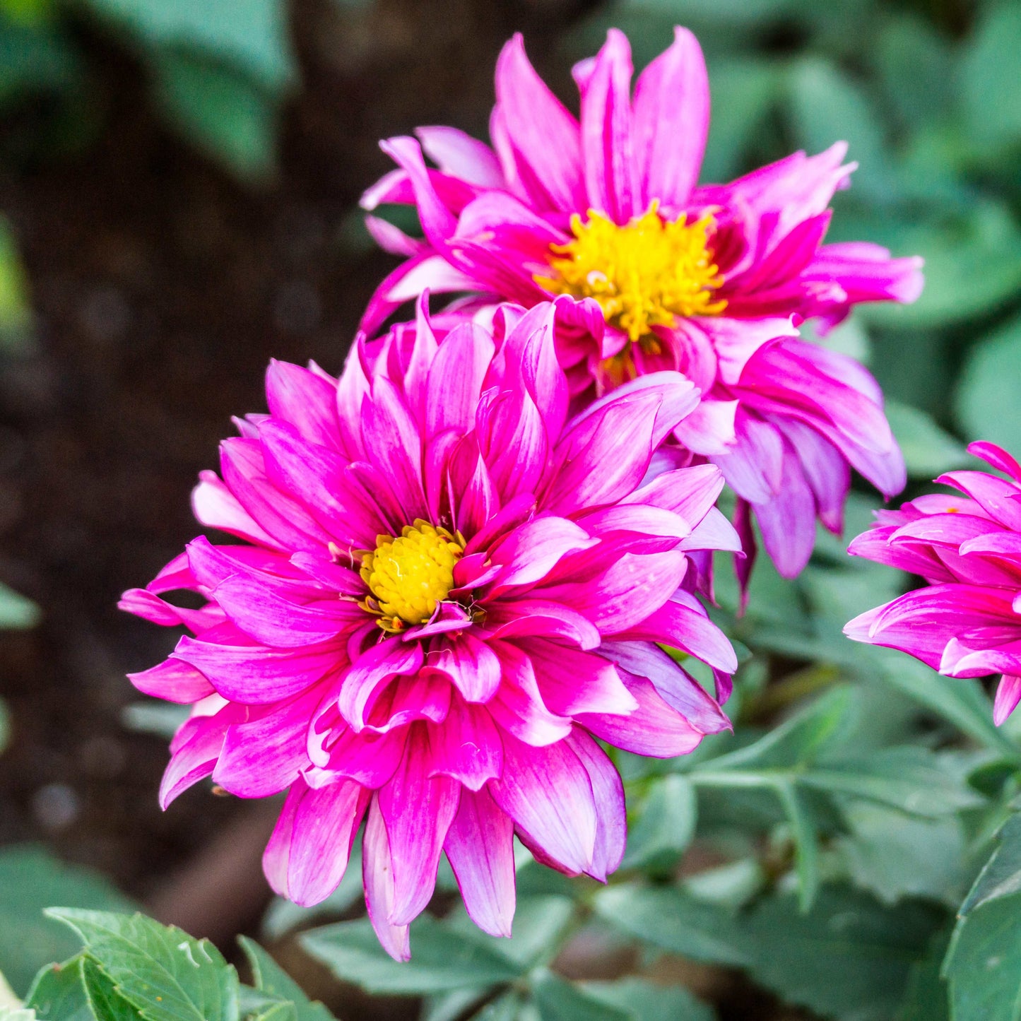 50Pcs Gerbera Daisy Seeds