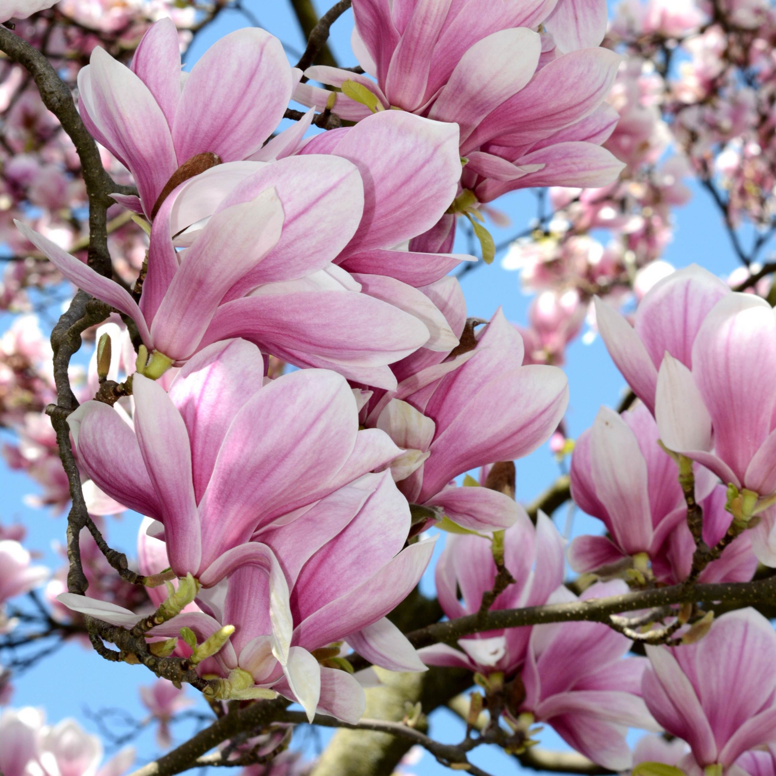 100Pcs Magnolia Flower Seeds Pack