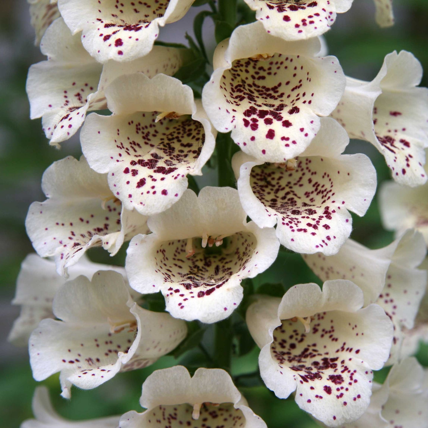 100Pcs Foxgloves Flower Seeds Pack