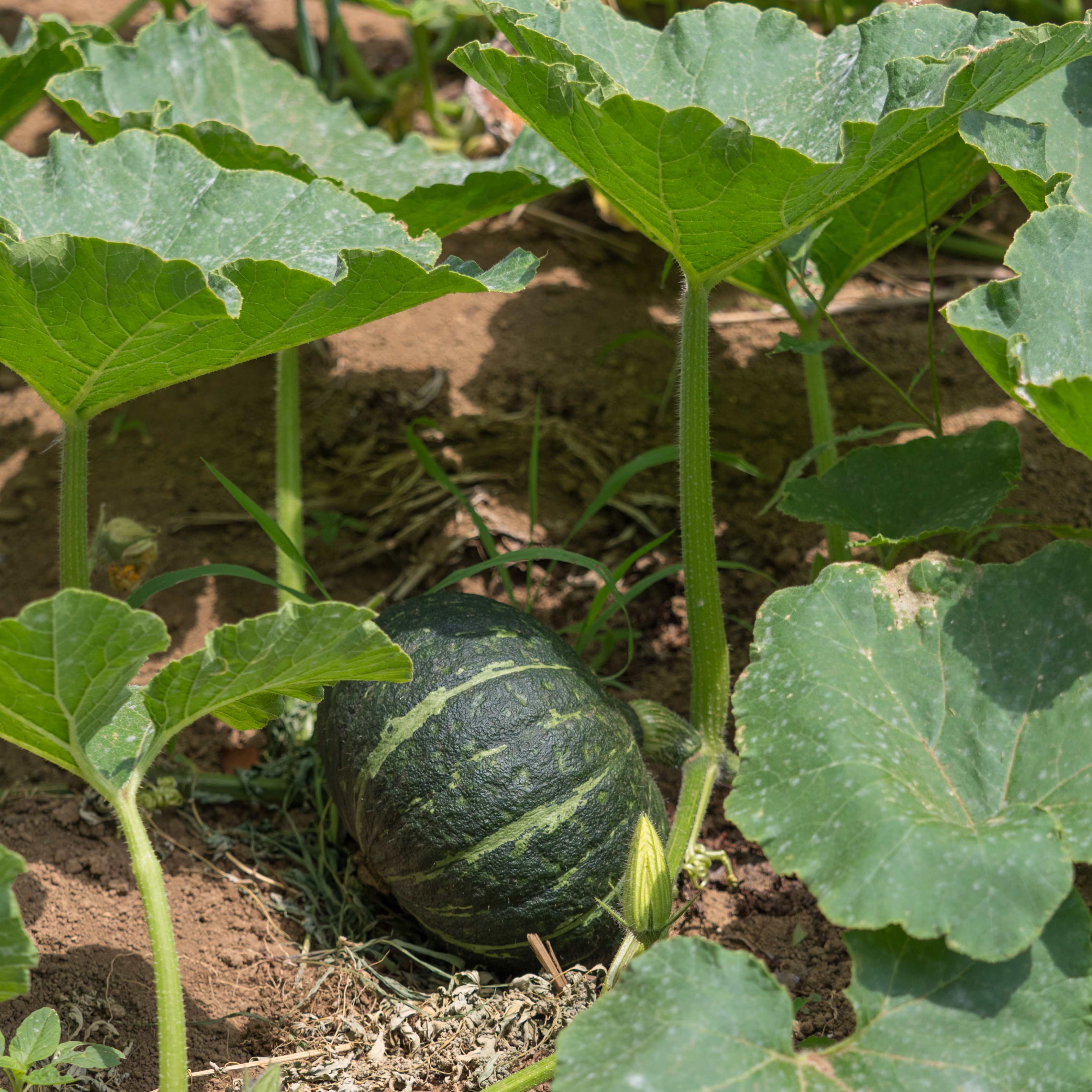 10Pcs Pumpkin Seeds