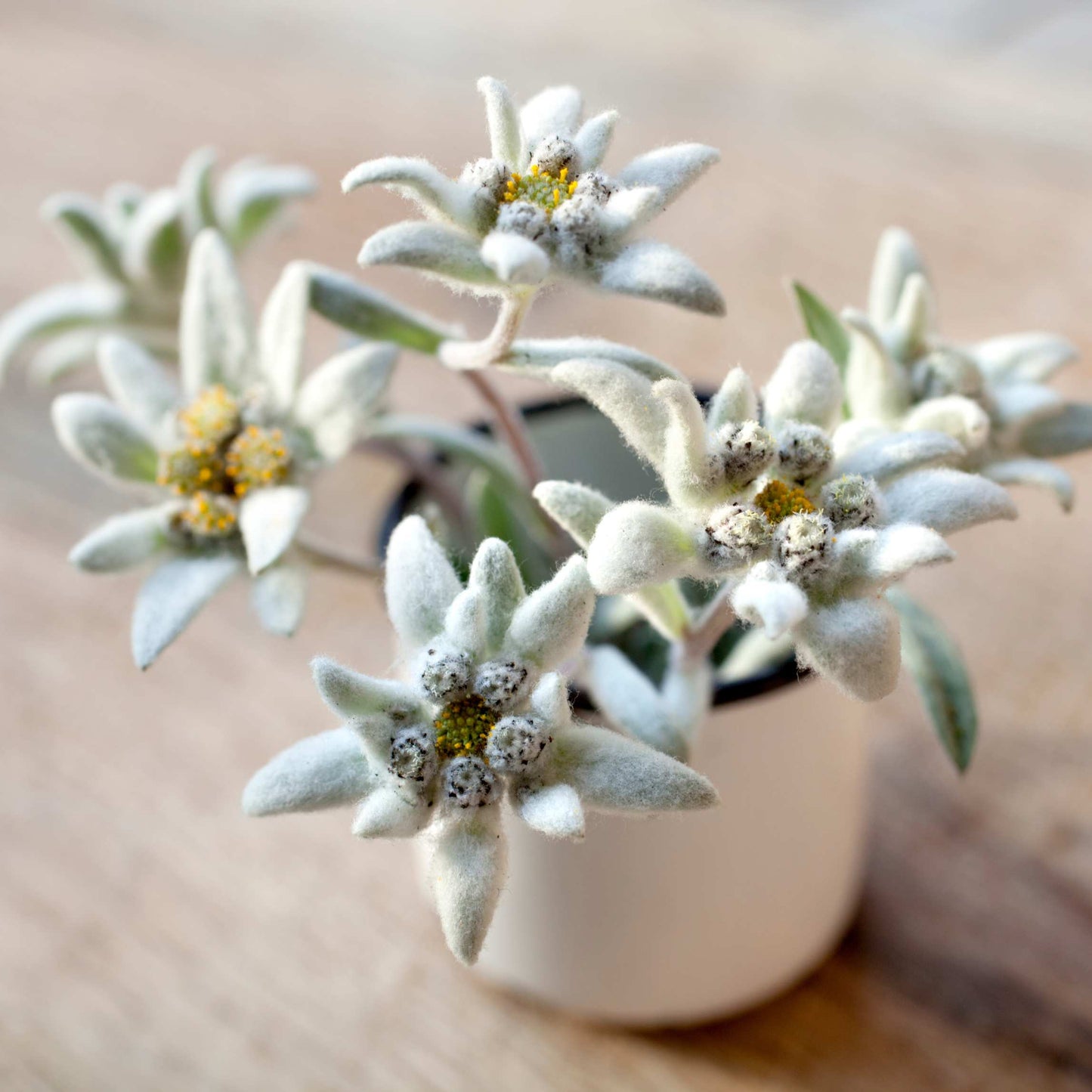 100Pcs Edelweiss Flower Seeds