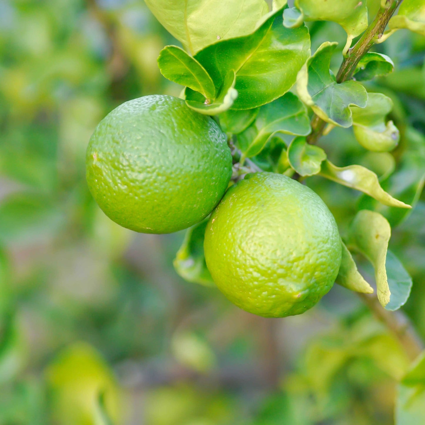 10Pcs Organic Kaffir Lime Seeds