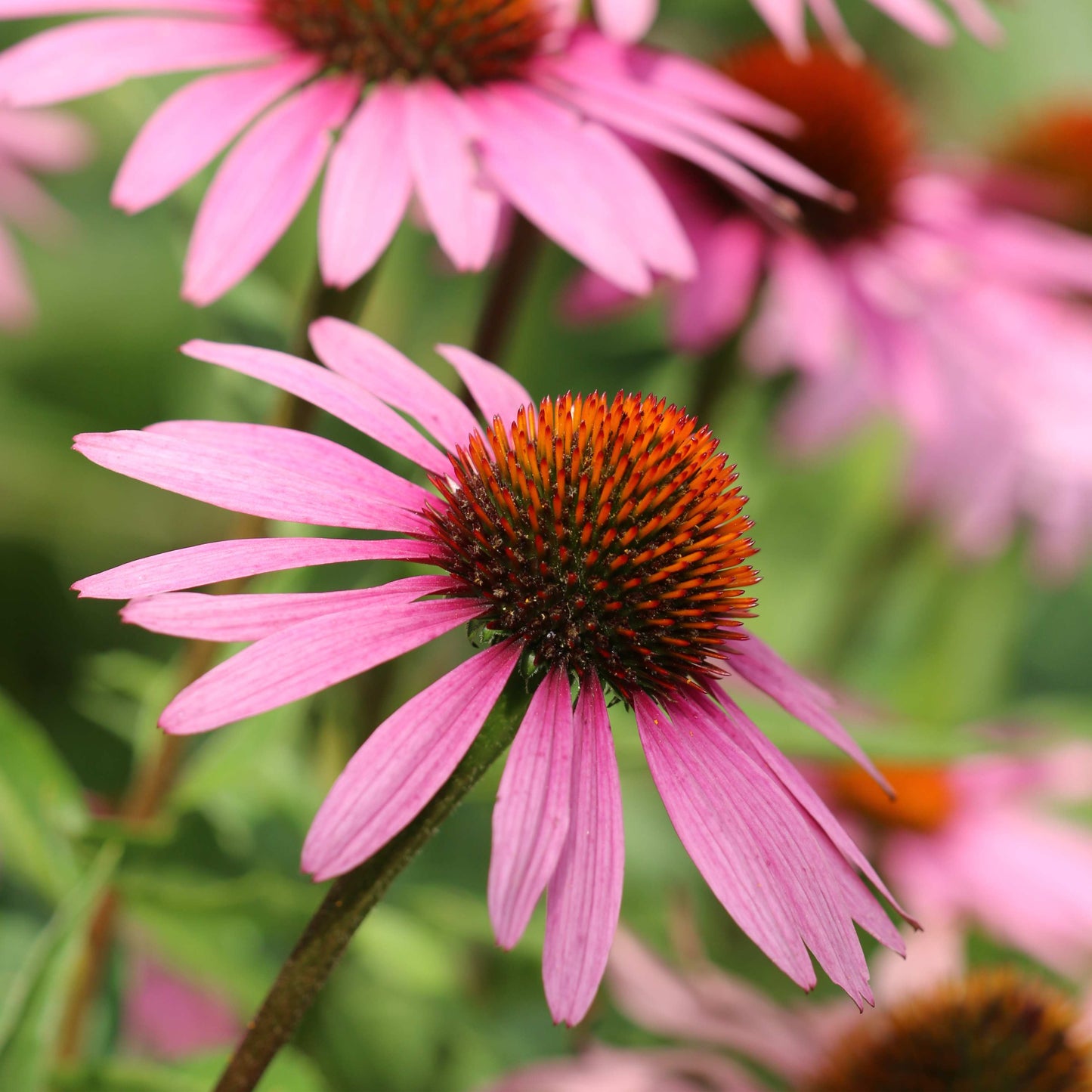 20Pcs Coneflower (Echinacea Purpurea) Flower Seeds