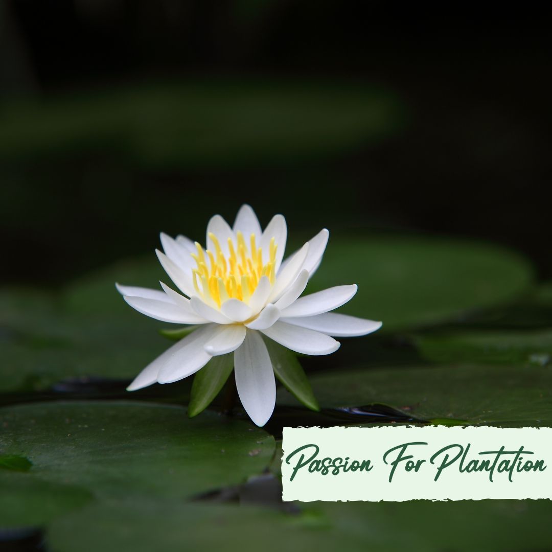 5 WHITE LOTUS Flower Seeds