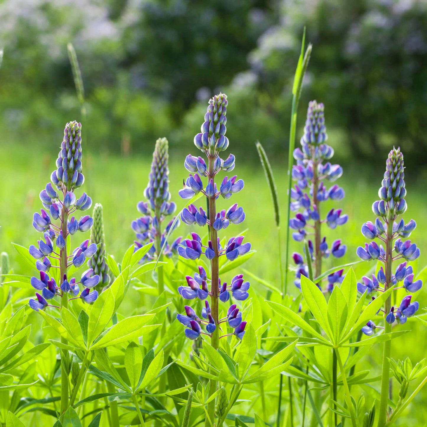 100Pcs Lupine Russel Mix Flower Seeds