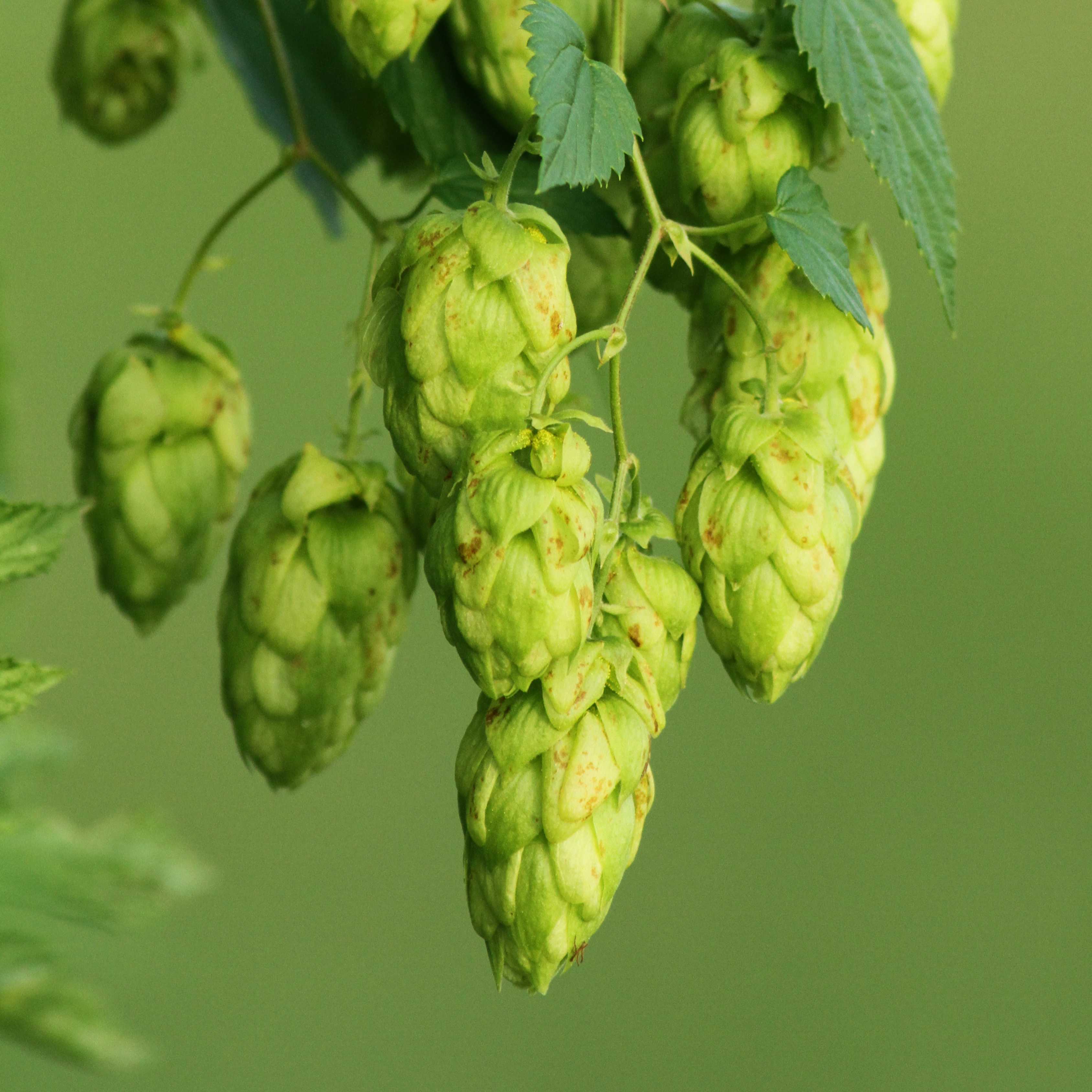 10Pcs Hops (Humulus lupulus) Seeds, Brew Your Own Beer, Easy To Plant