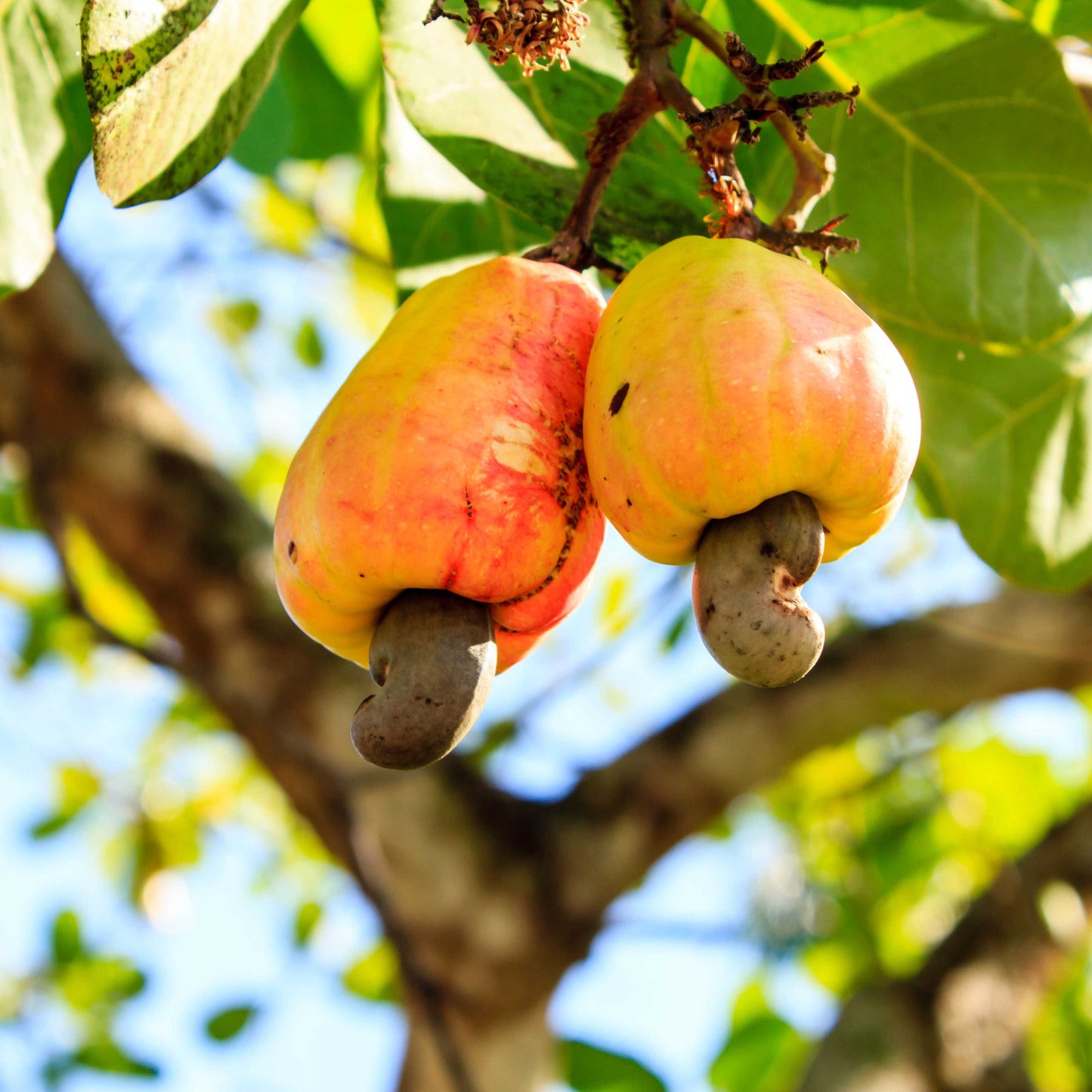 3Pcs Cashew Plant Seeds