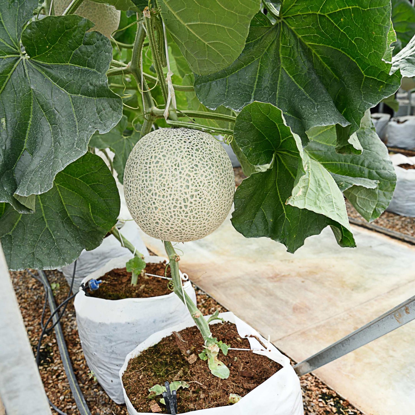 20Pcs Organic Cantaloupe (Muskmelon) Seeds Pack
