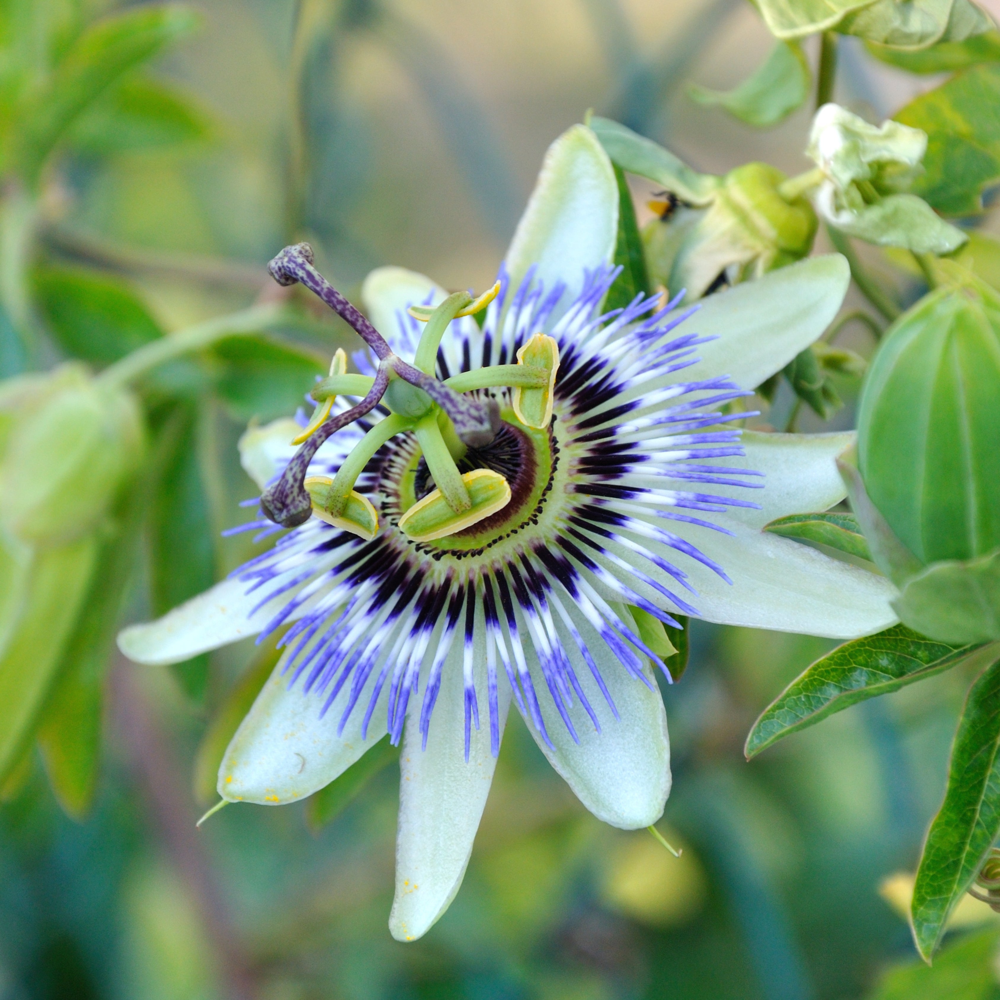 100Pcs Blue Royal Crown Passion Flower Seeds