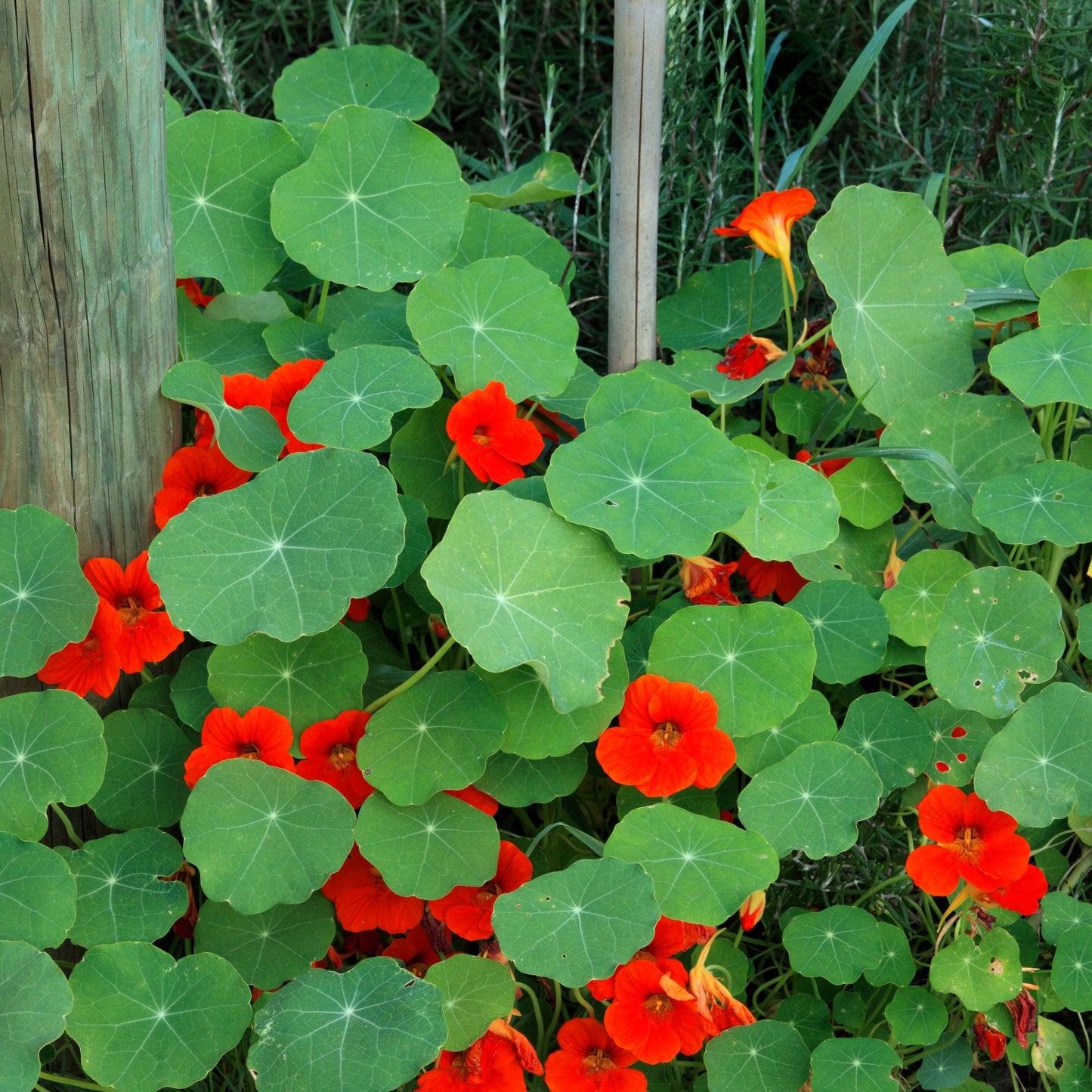 100Pcs Nasturtium Flower Seeds Pack