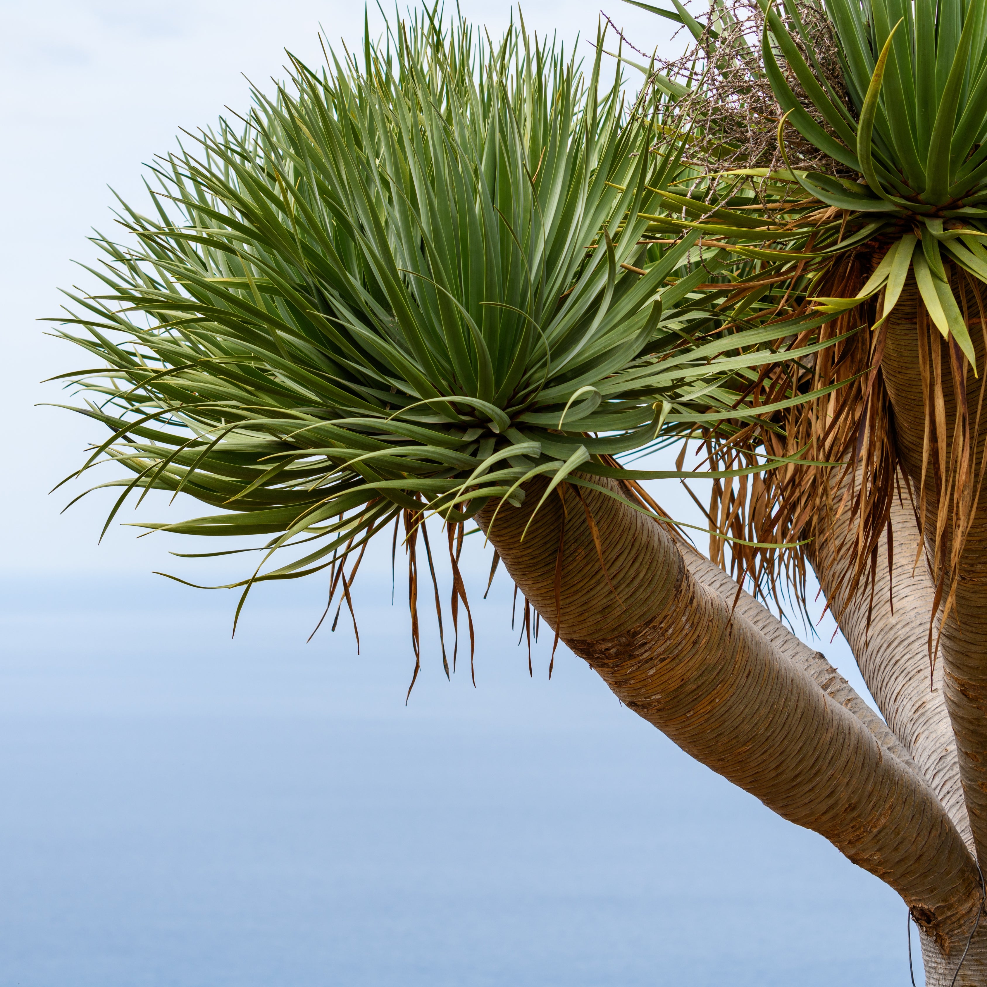 10Pcs Celestial Dragon Blood Tree Seeds (Dracaena draco)