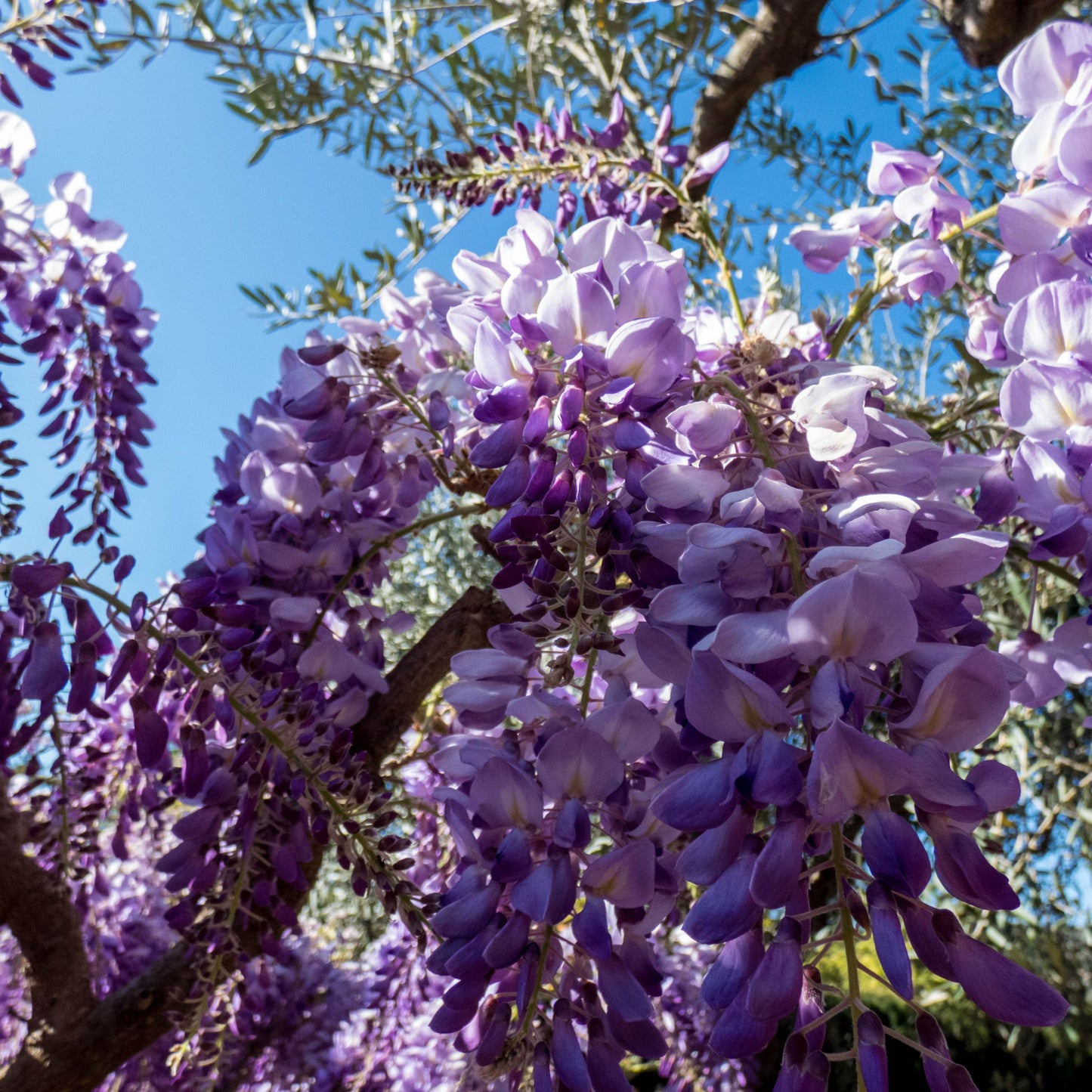 Chinese Wisteria Vine, 10 Seeds