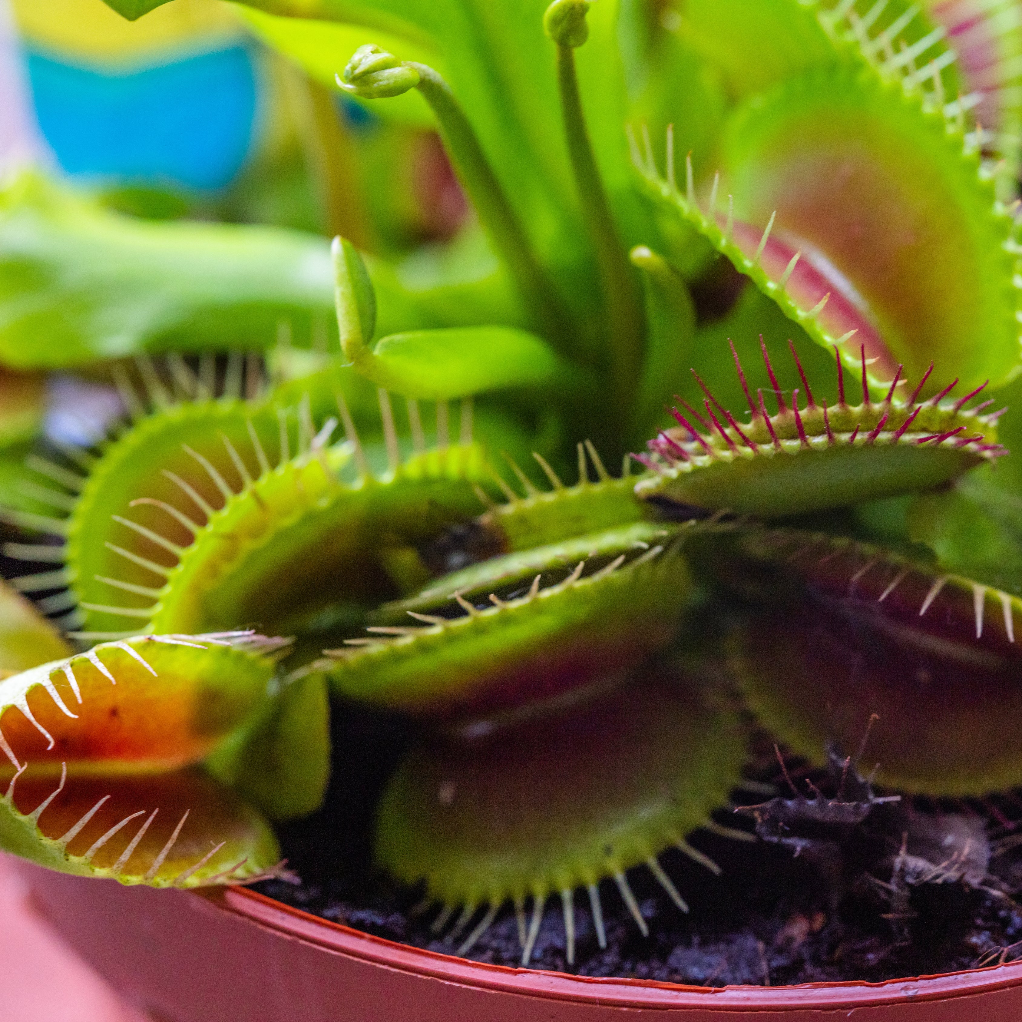 100Pcs Ferocious Venus Flytrap (Insectivorous, Carnivorous) Plant Seeds