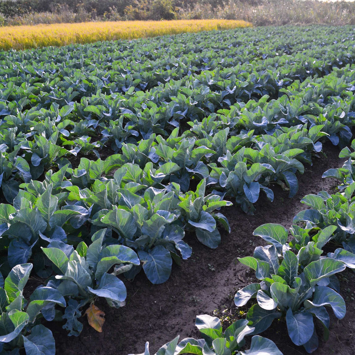 50Pcs Organic Broccoli Seeds