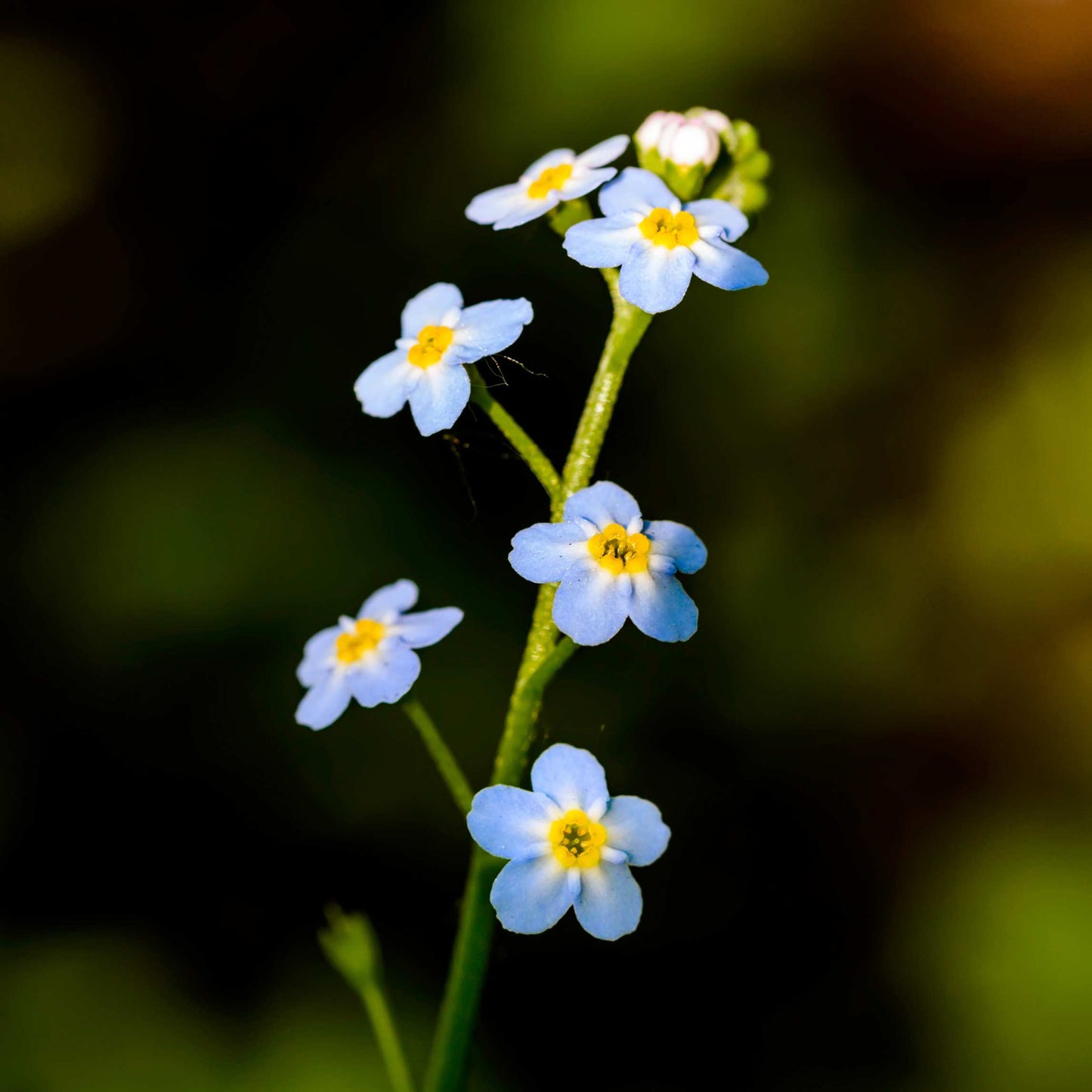 100Pcs Forget Me Not (Myosotis Sylvatica) Blue Flower Seeds