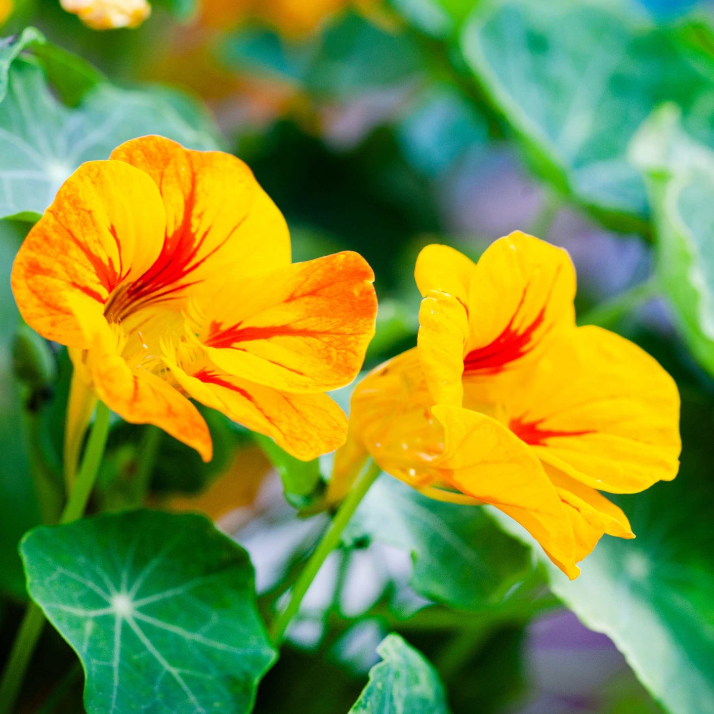 100Pcs Nasturtium Flower Seeds Pack