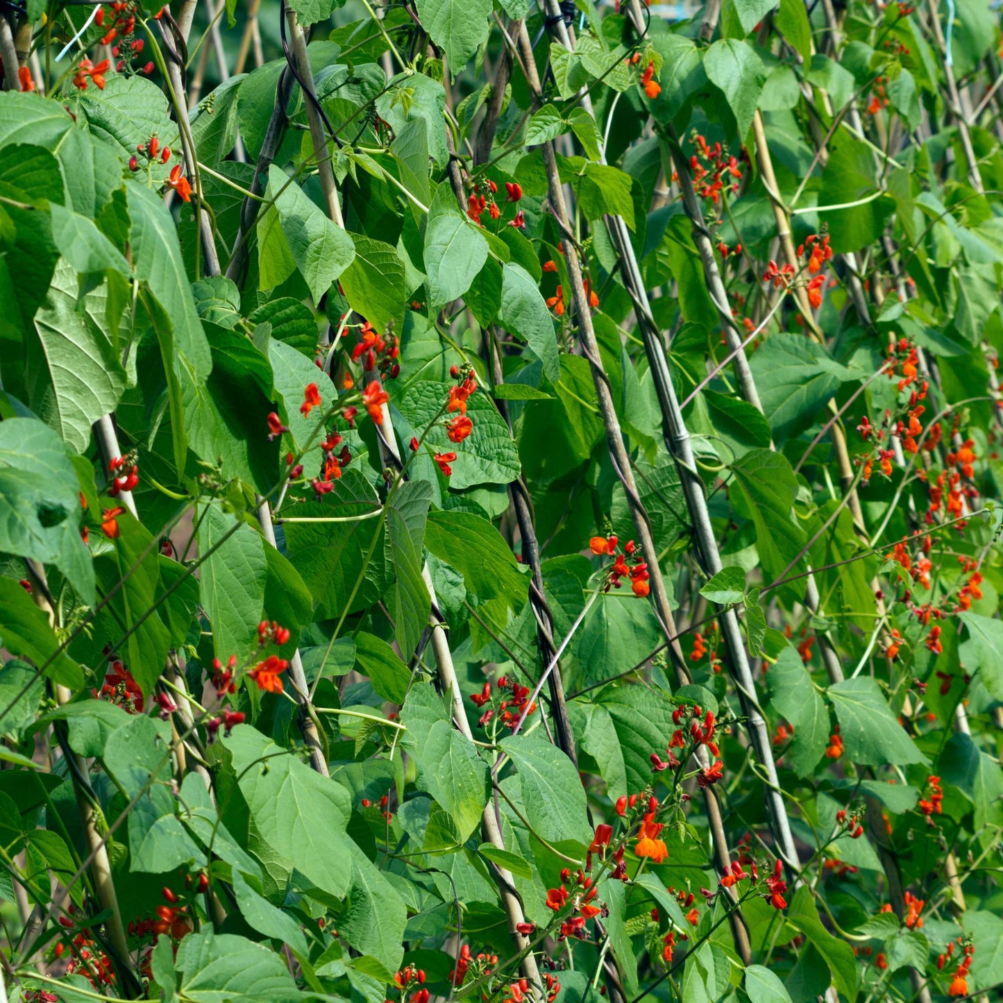 10Pcs Organic Scarlet Runner Bean Seeds