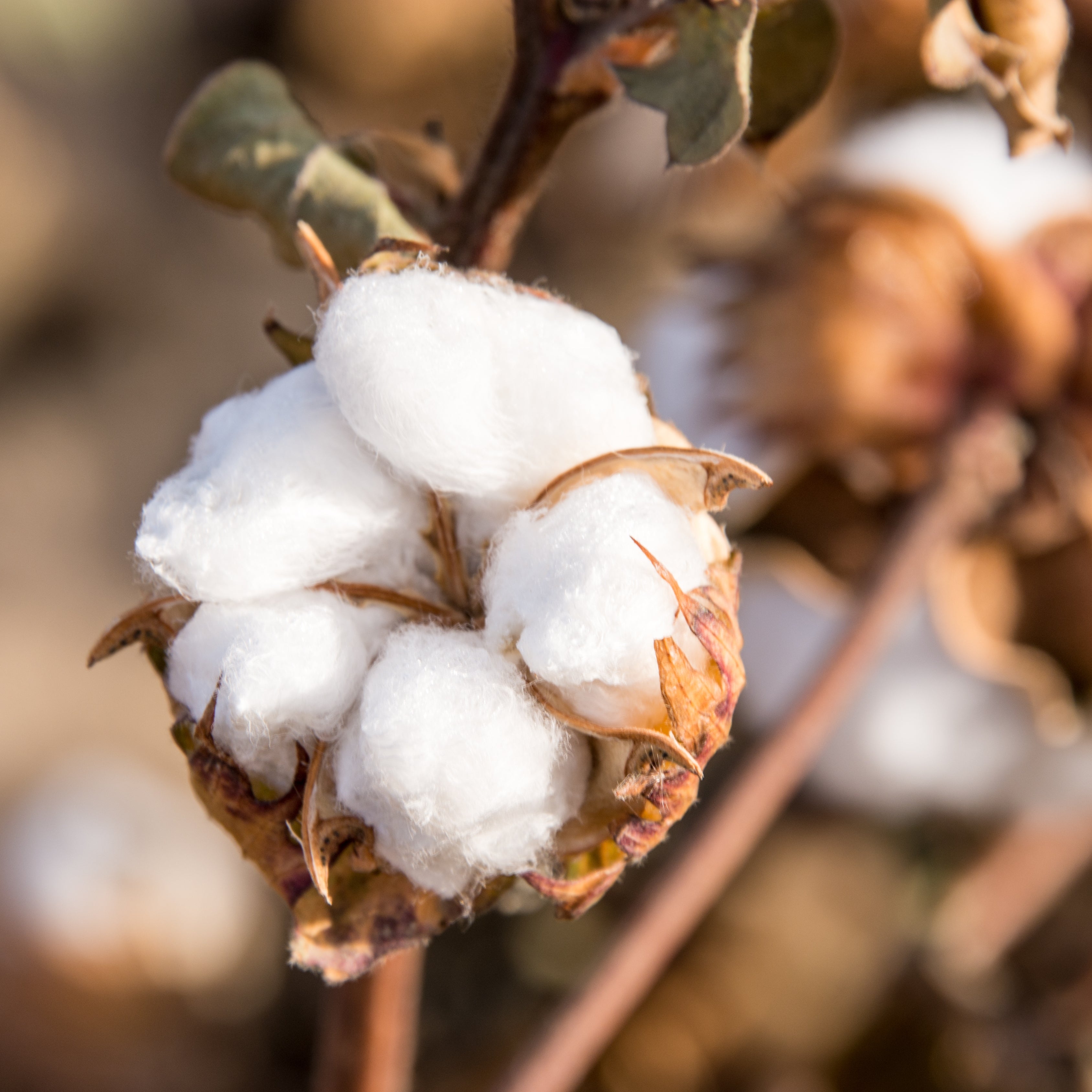 Egyptian Cotton Plant Seeds (Gossypium barbadense)