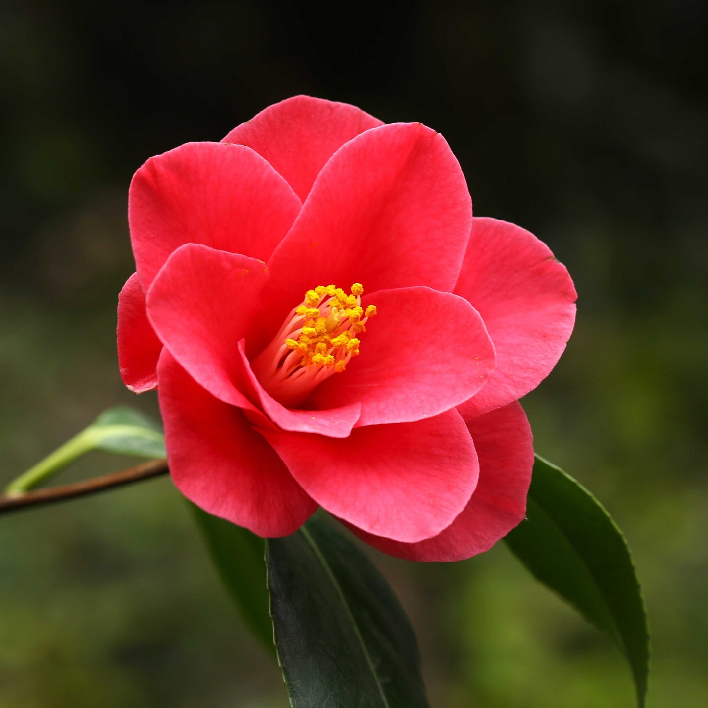 10Pcs Camellia Flower Seeds