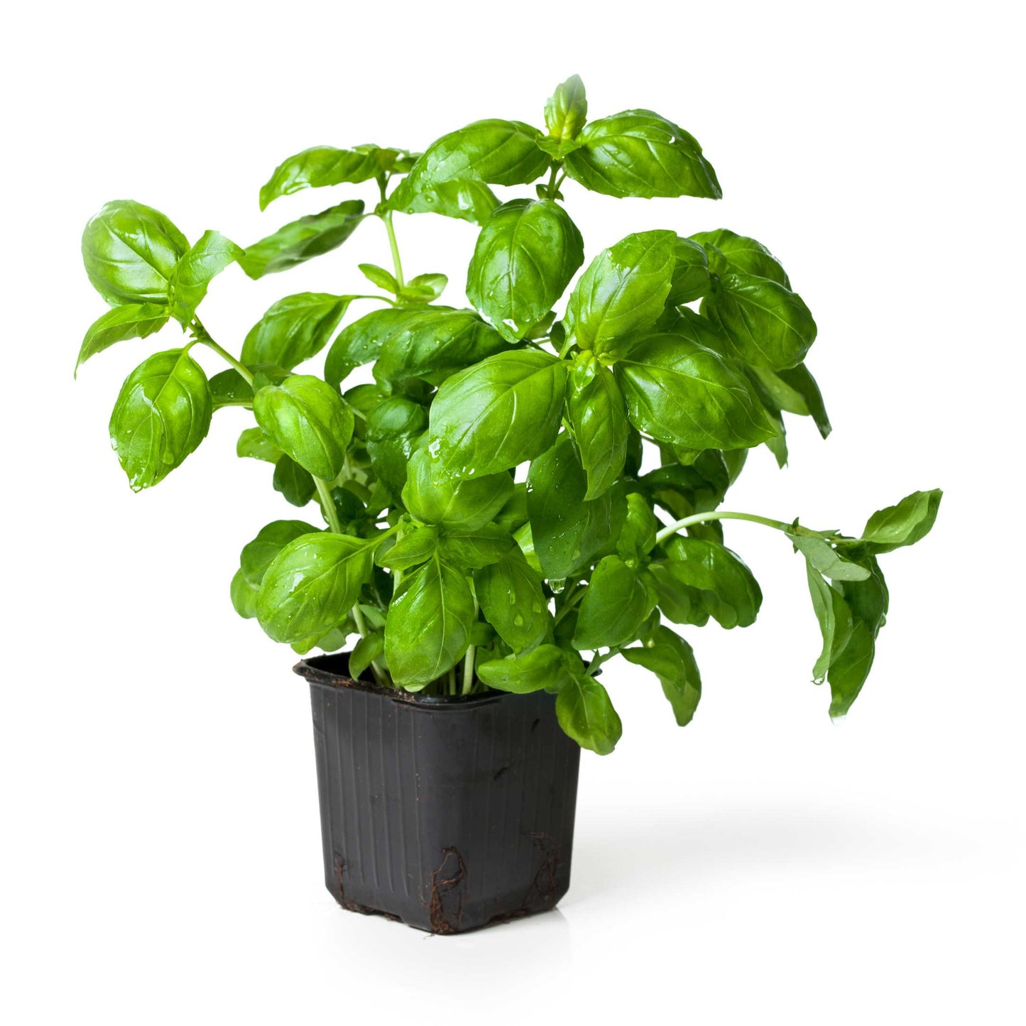 100Pcs Organic Basil Seeds Pack