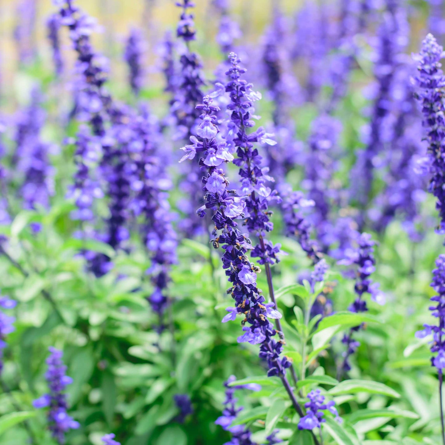 100Pcs Salvia Flower Seeds Pack