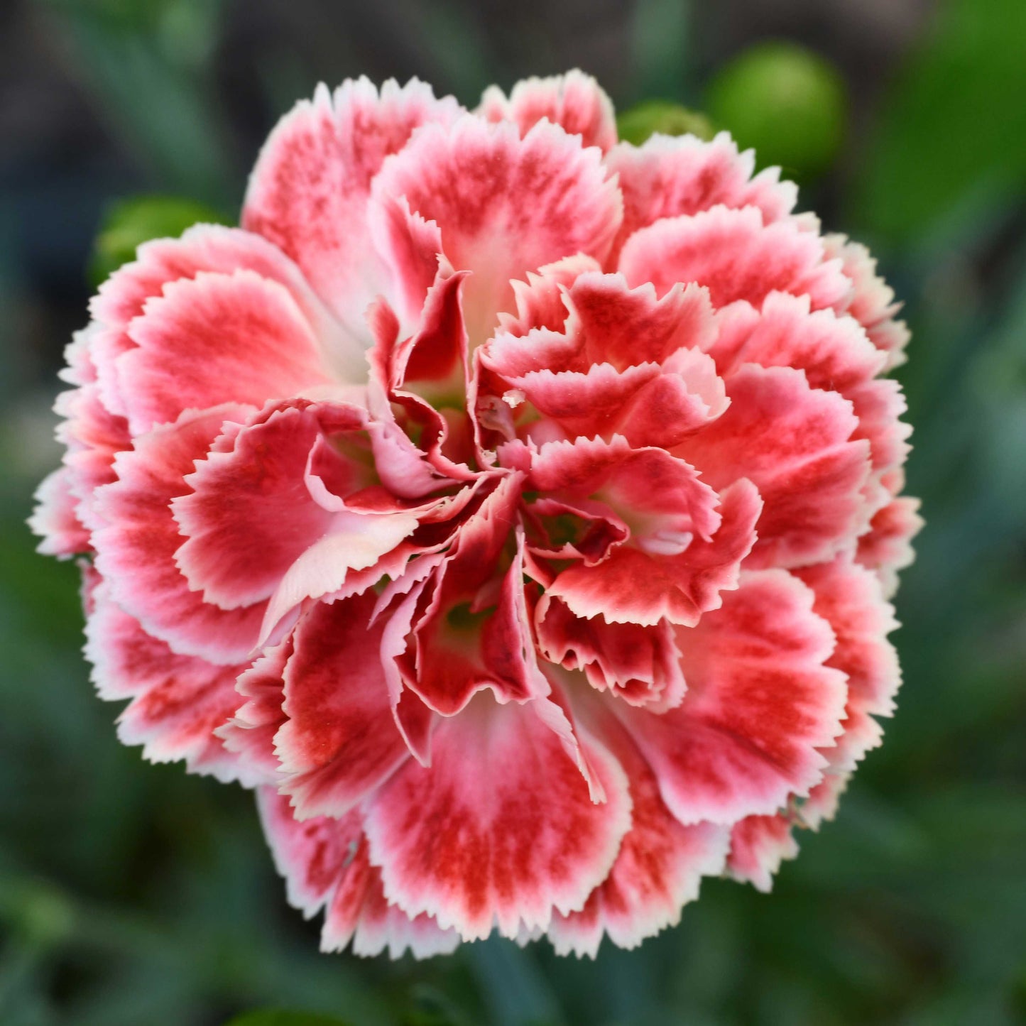 100Pcs Mixed Multi-Color Carnation Flower Seeds