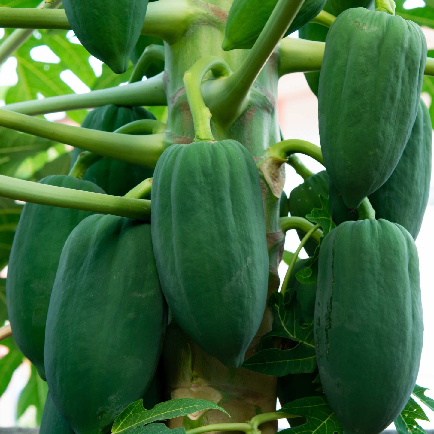 20Pcs Organic Papaya Seeds