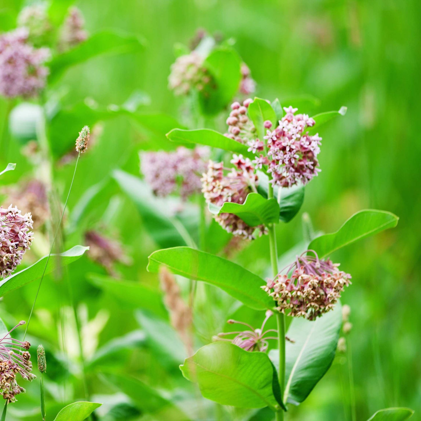 50Pcs Milkweed Flower Seeds