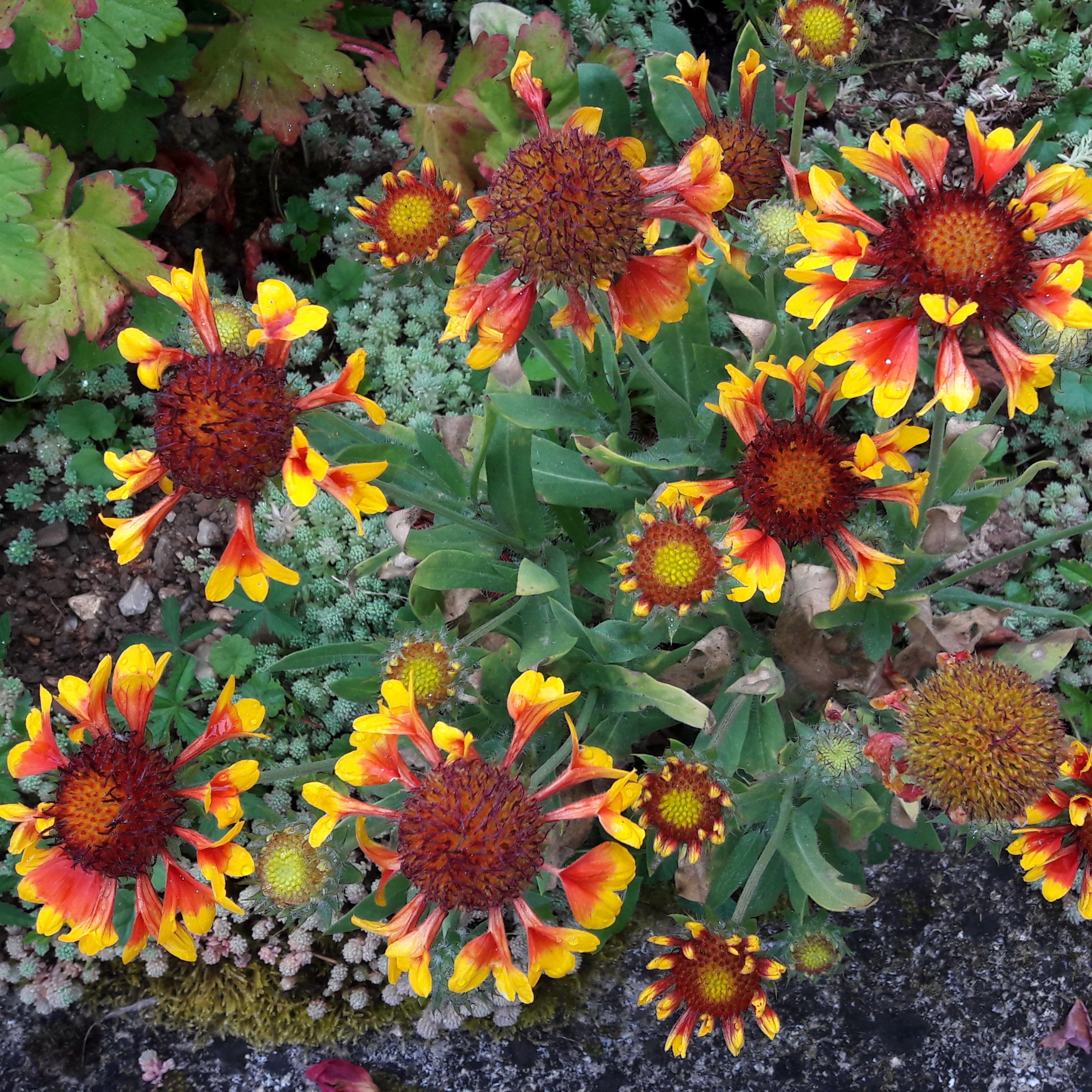 Gaillardia Flower Seeds