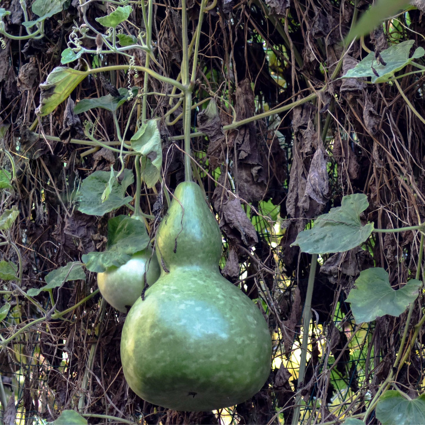 30Pcs Bottle Gourd Calabash Seeds