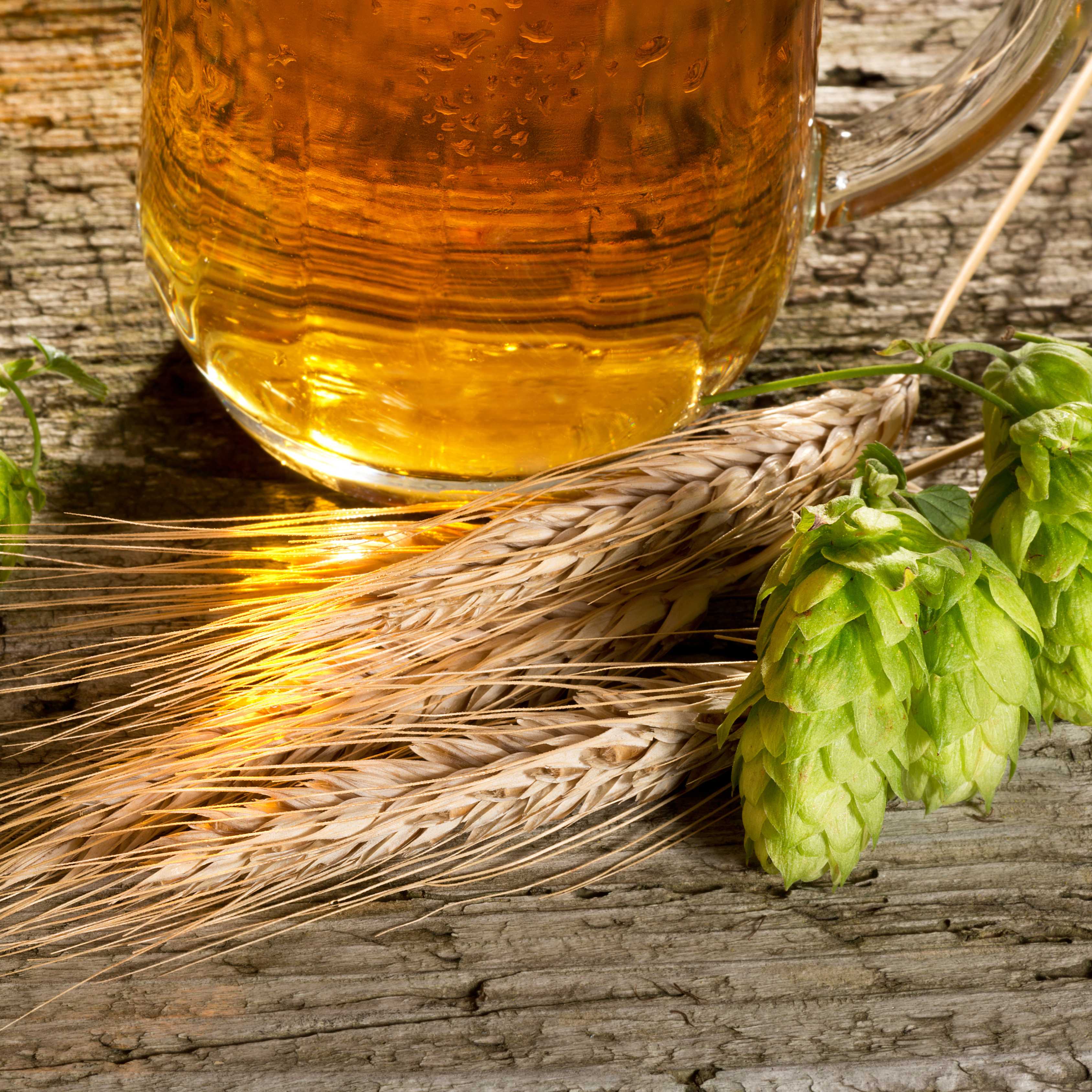 10Pcs Hops (Humulus lupulus) Seeds, Brew Your Own Beer, Easy To Plant