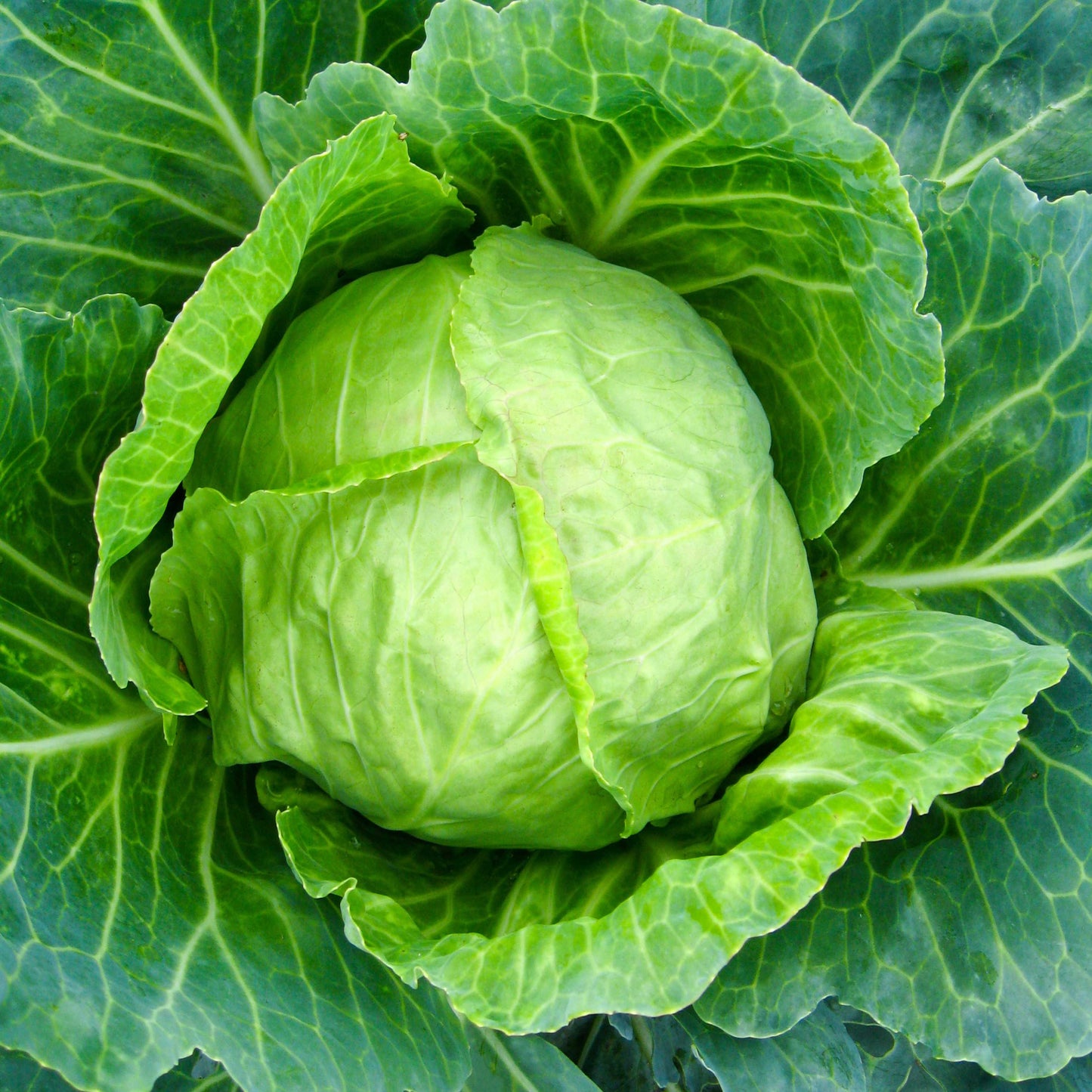 100Pcs Organic Cabbage Seeds