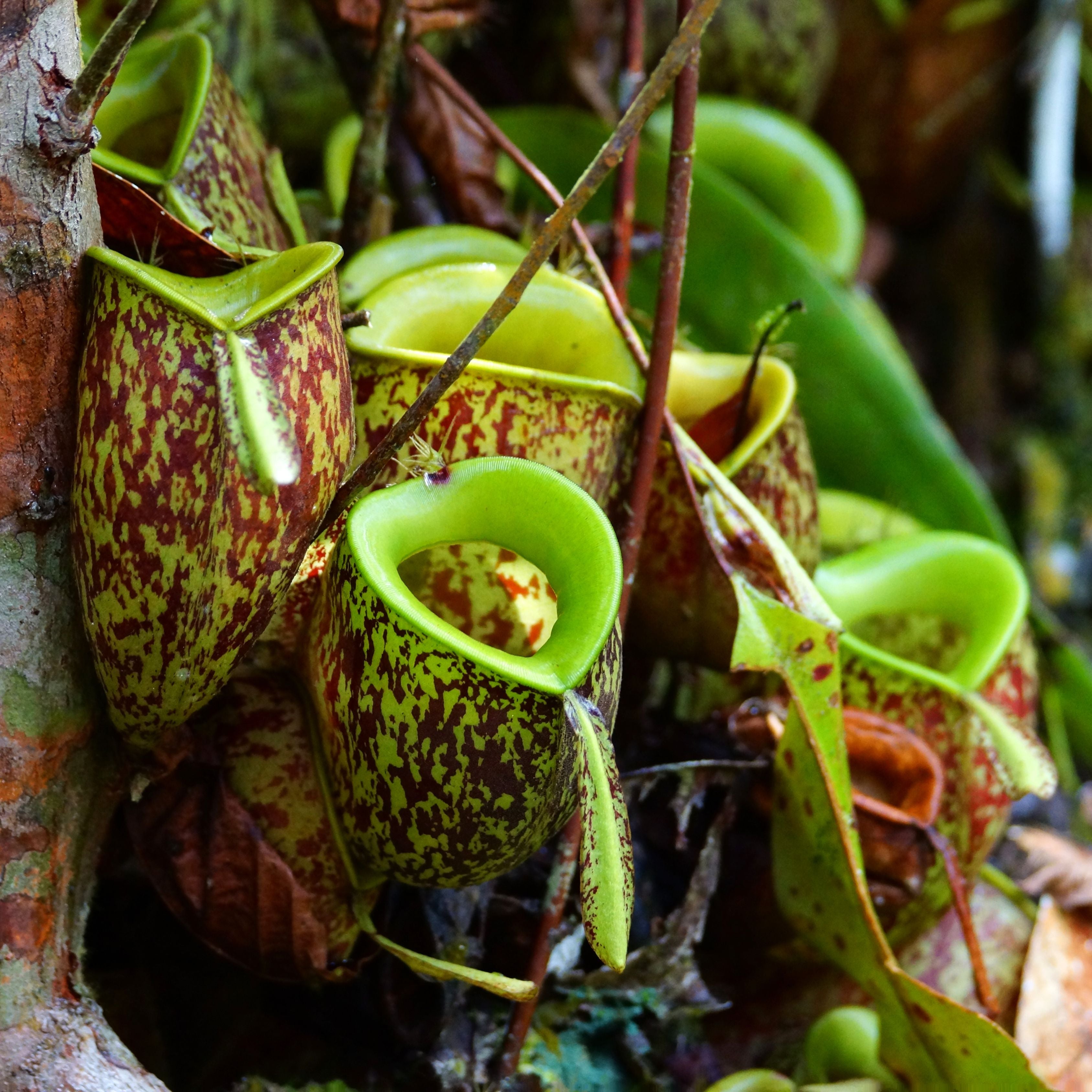 Carnivorous Pitcher Plant Purpurea Foliage Shades Flower Exotic Seeds