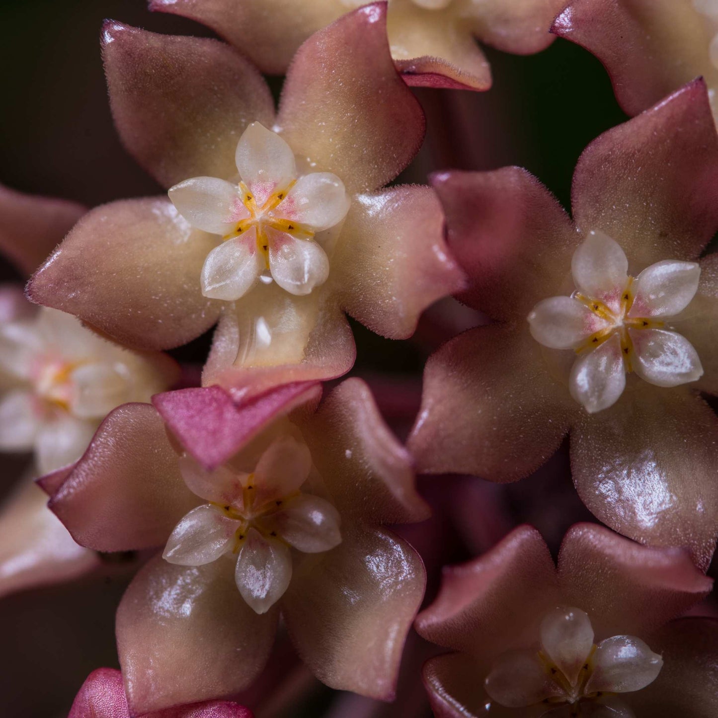 50Pcs Hoya Flower Seeds