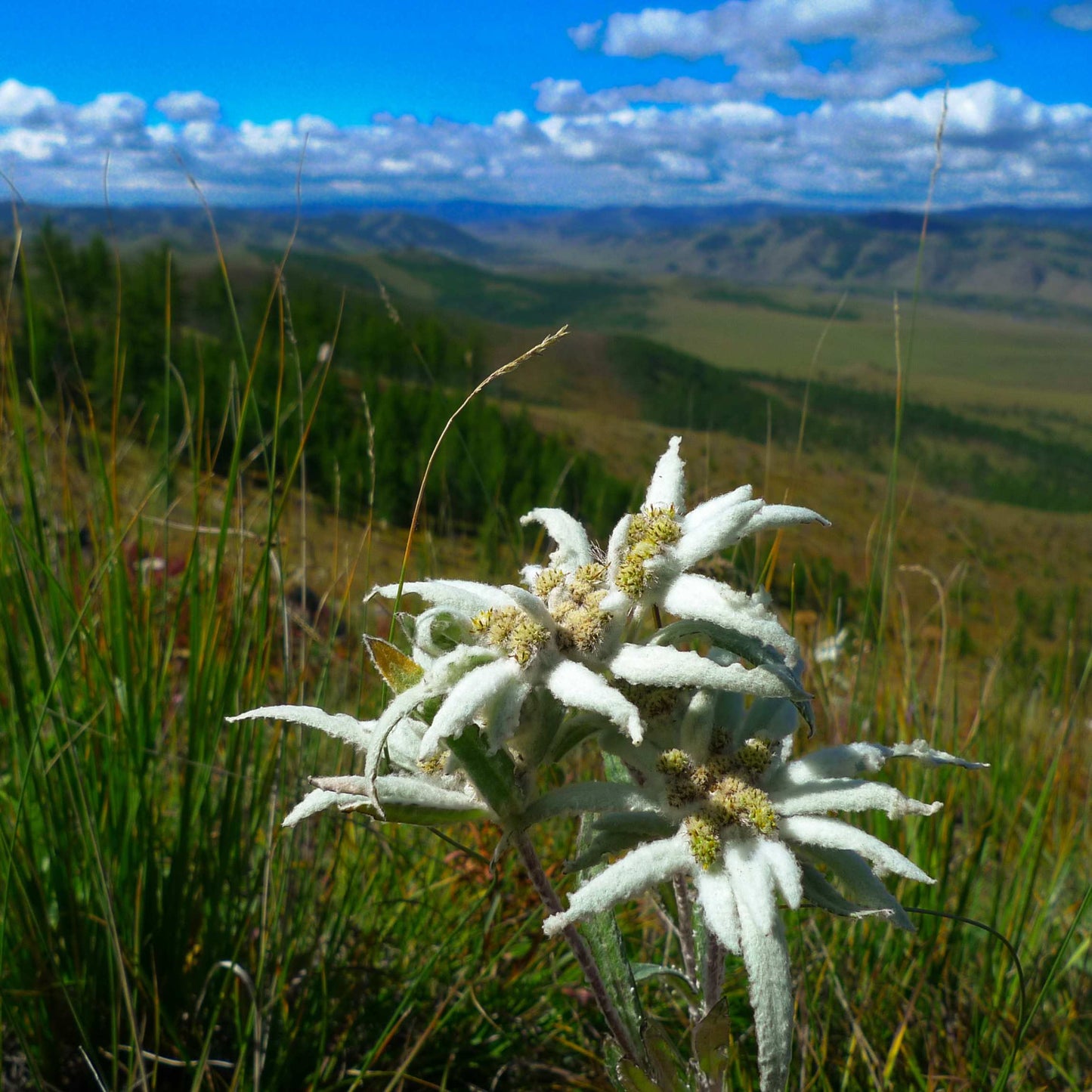 100Pcs Edelweiss Flower Seeds