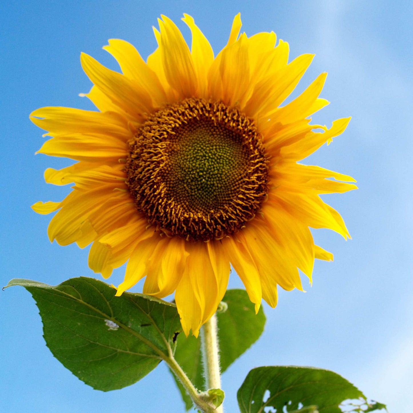 50Pcs Sunflower Plant Seeds, Sunflower seeds