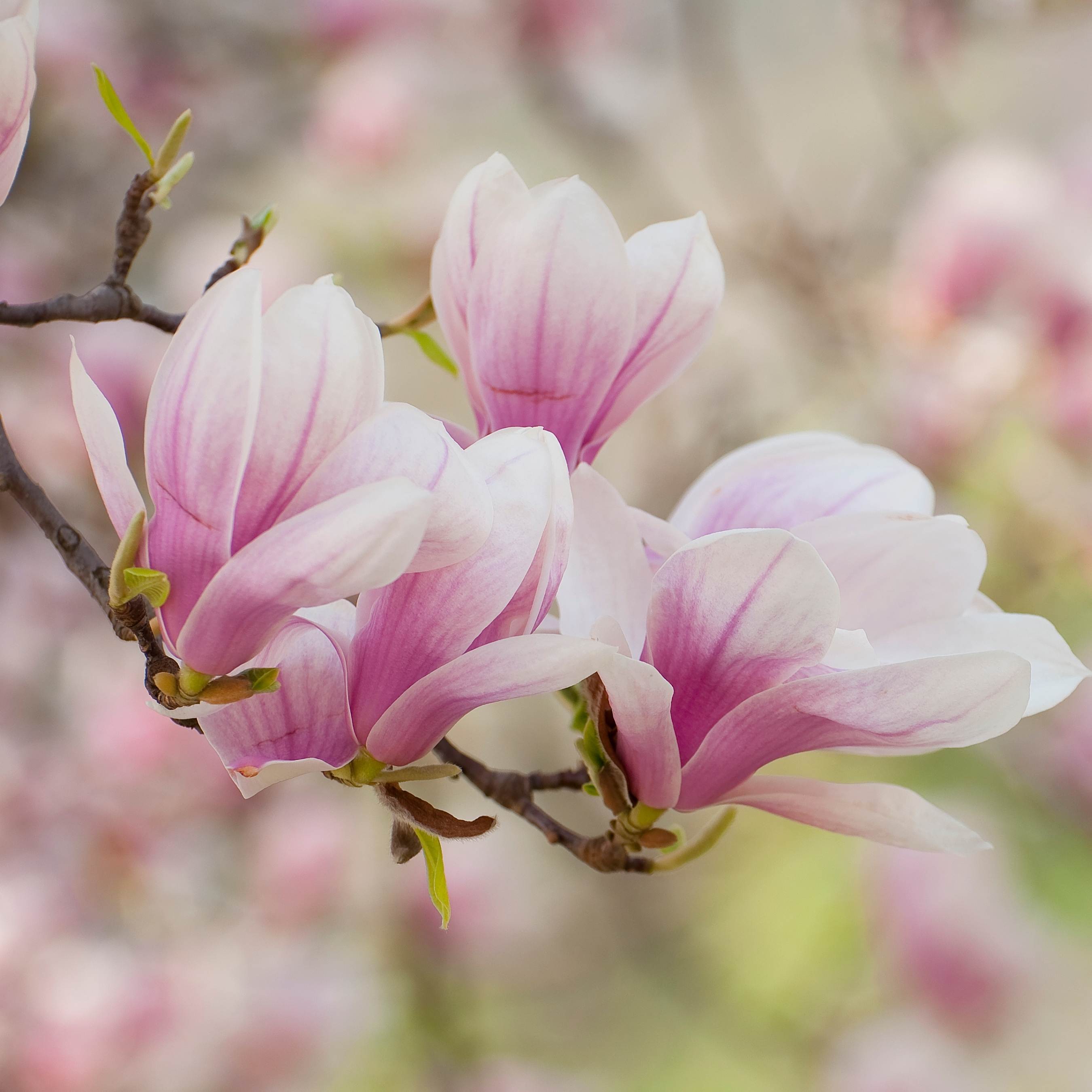 100Pcs Magnolia Flower Seeds Pack