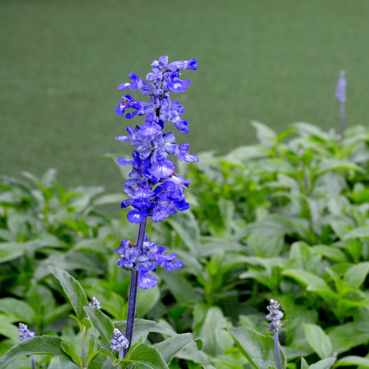 100Pcs Salvia Flower Seeds Pack