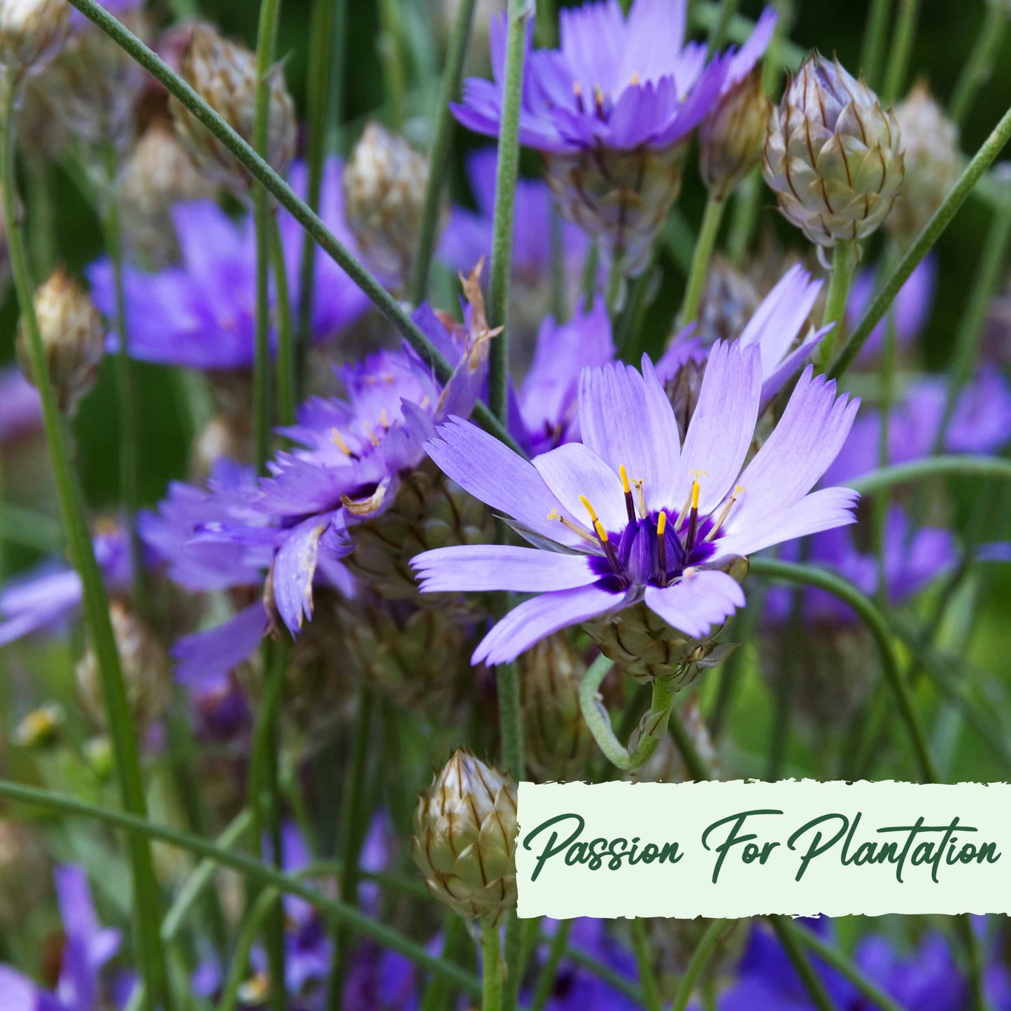 Cupids Dart Blue Flower Seeds (Catananche Caerulea)