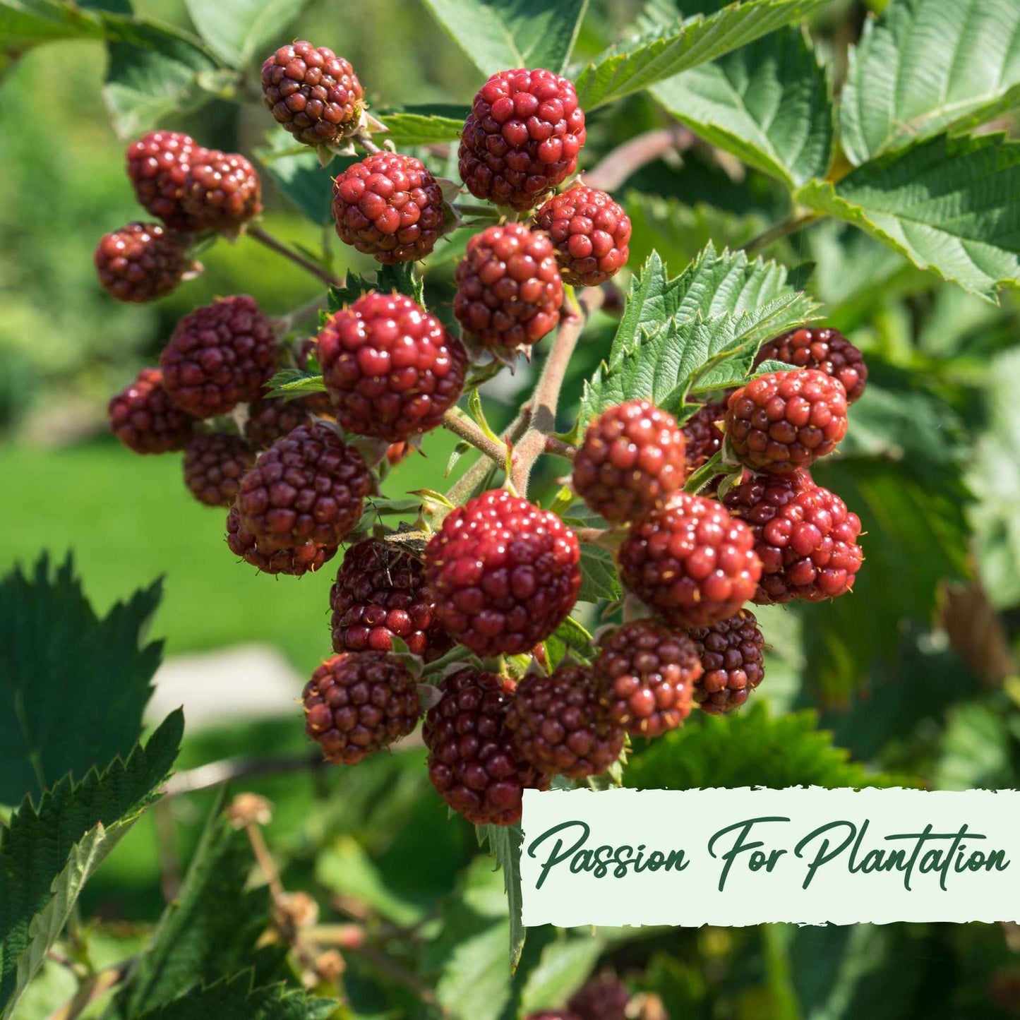 50Pcs Salmonberry (Rubus spectabilis) Berry Seeds