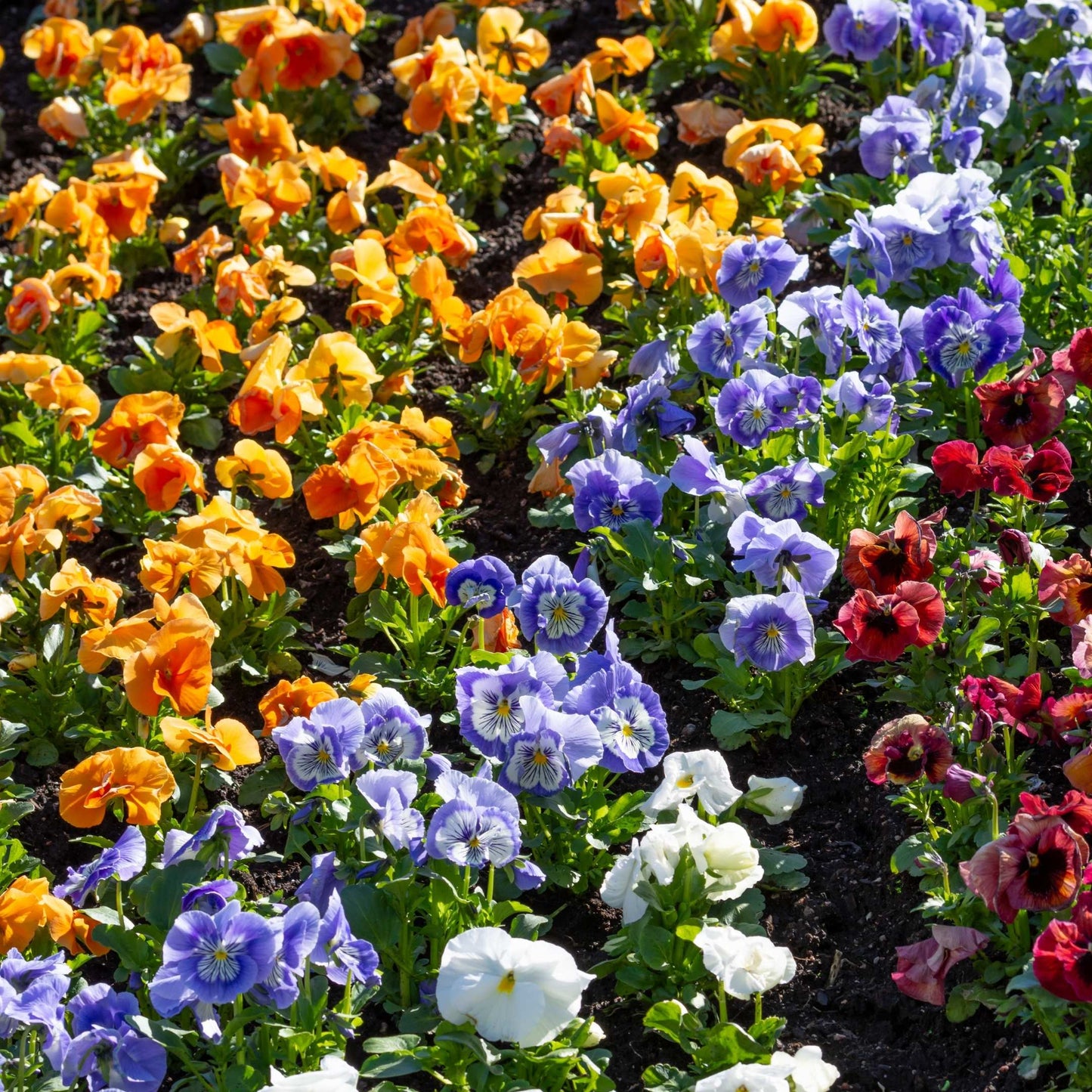 50Pcs Pansies Flower Seeds Pack