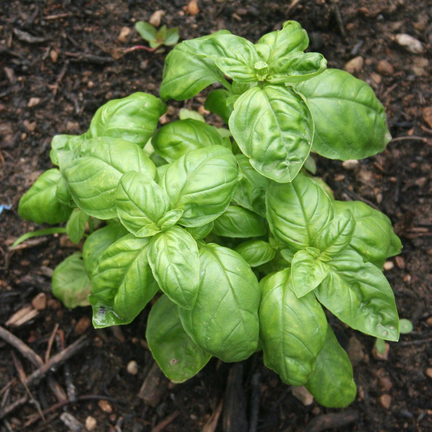 100Pcs Organic Basil Seeds Pack