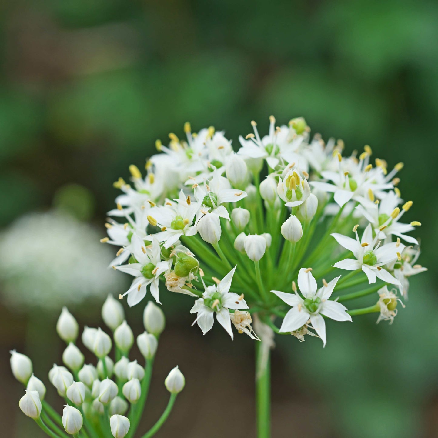 100Pcs Allium Tuberosum Garlic Chives Seeds