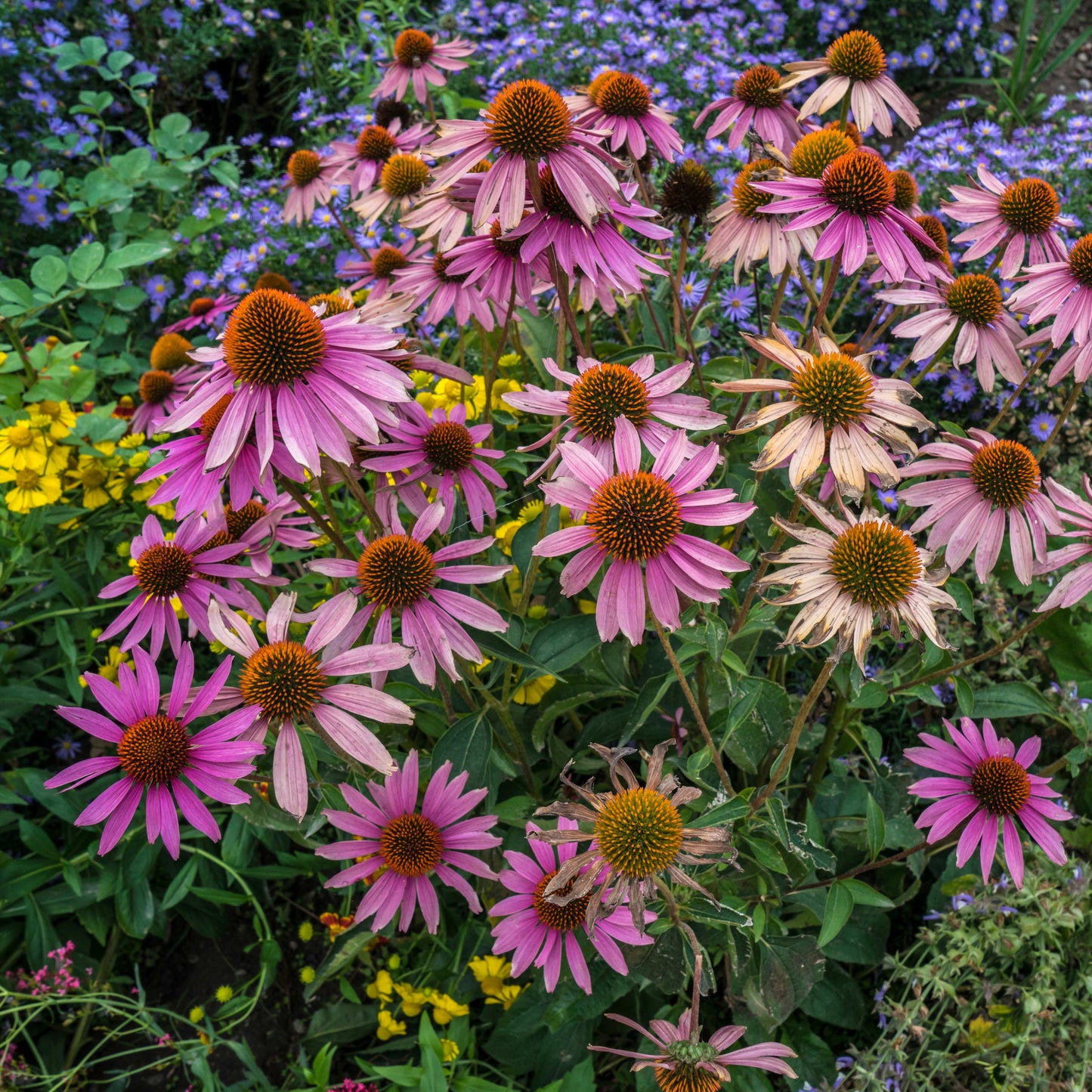 20Pcs Coneflower (Echinacea Purpurea) Flower Seeds