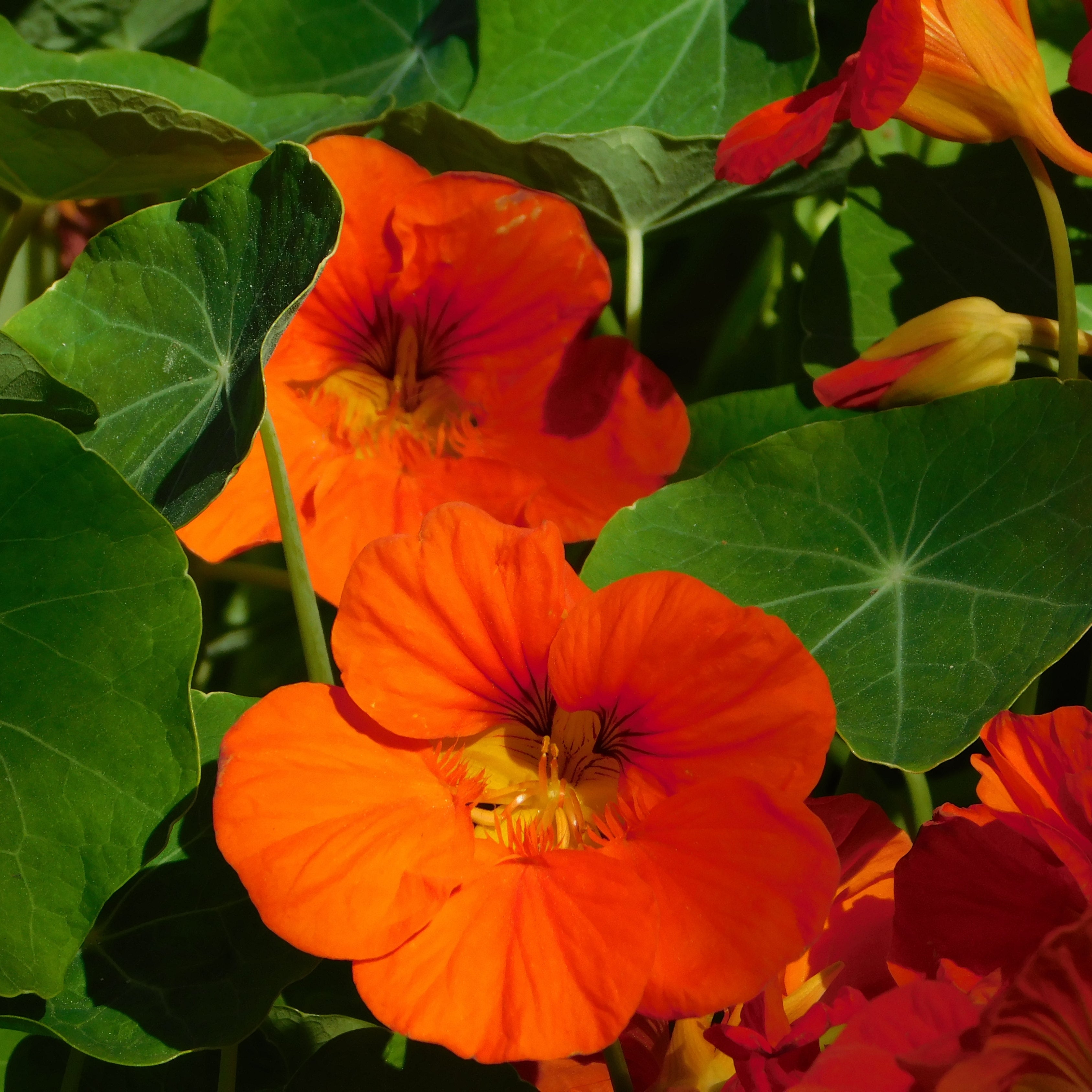 100Pcs Nasturtium Flower Seeds Pack