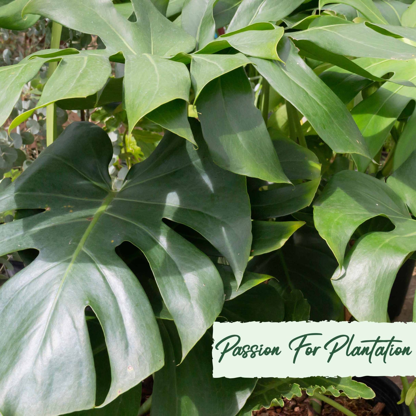 10Pcs Split Leaf Philodendron (Philodendron Selloum) Seeds