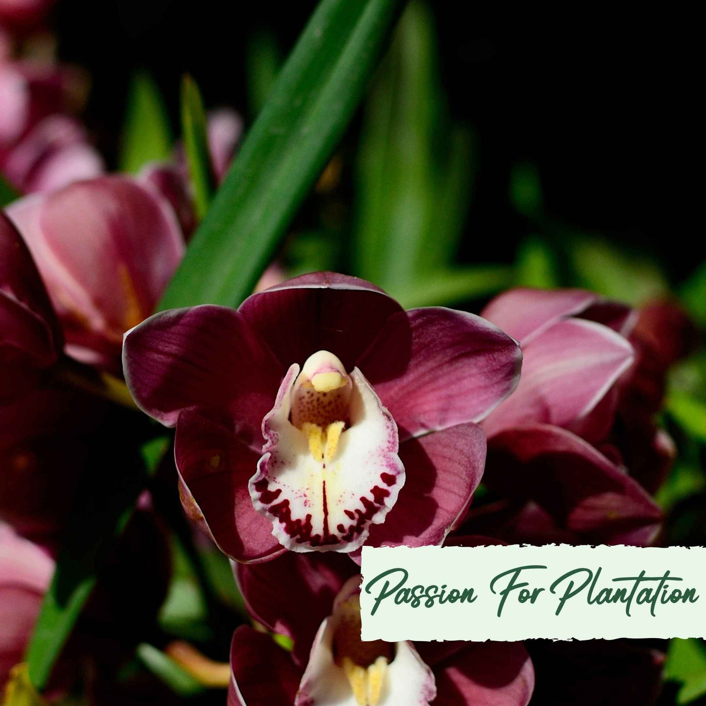 Cymbidium Faberi Orchid Flower, Orchid flores 100 Seeds