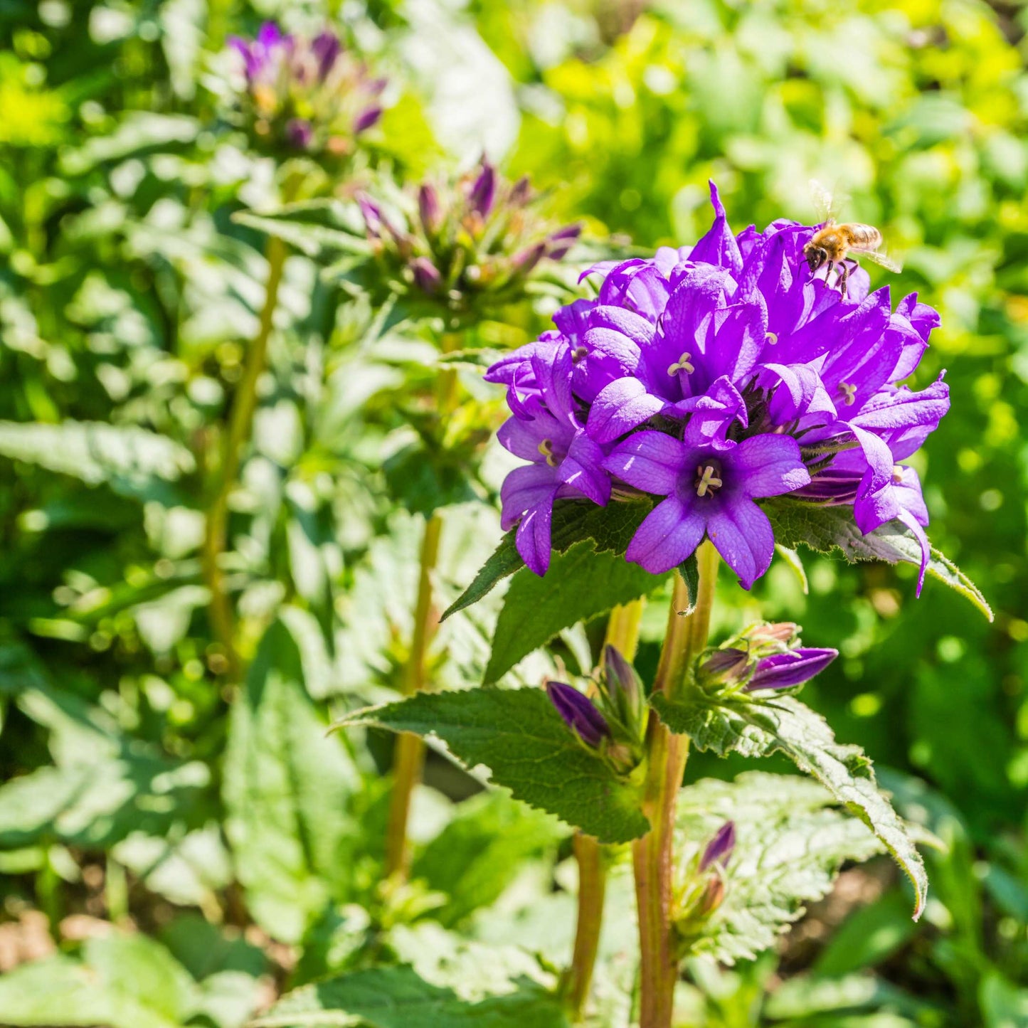 100Pcs Bellflower Superba Flower Seeds