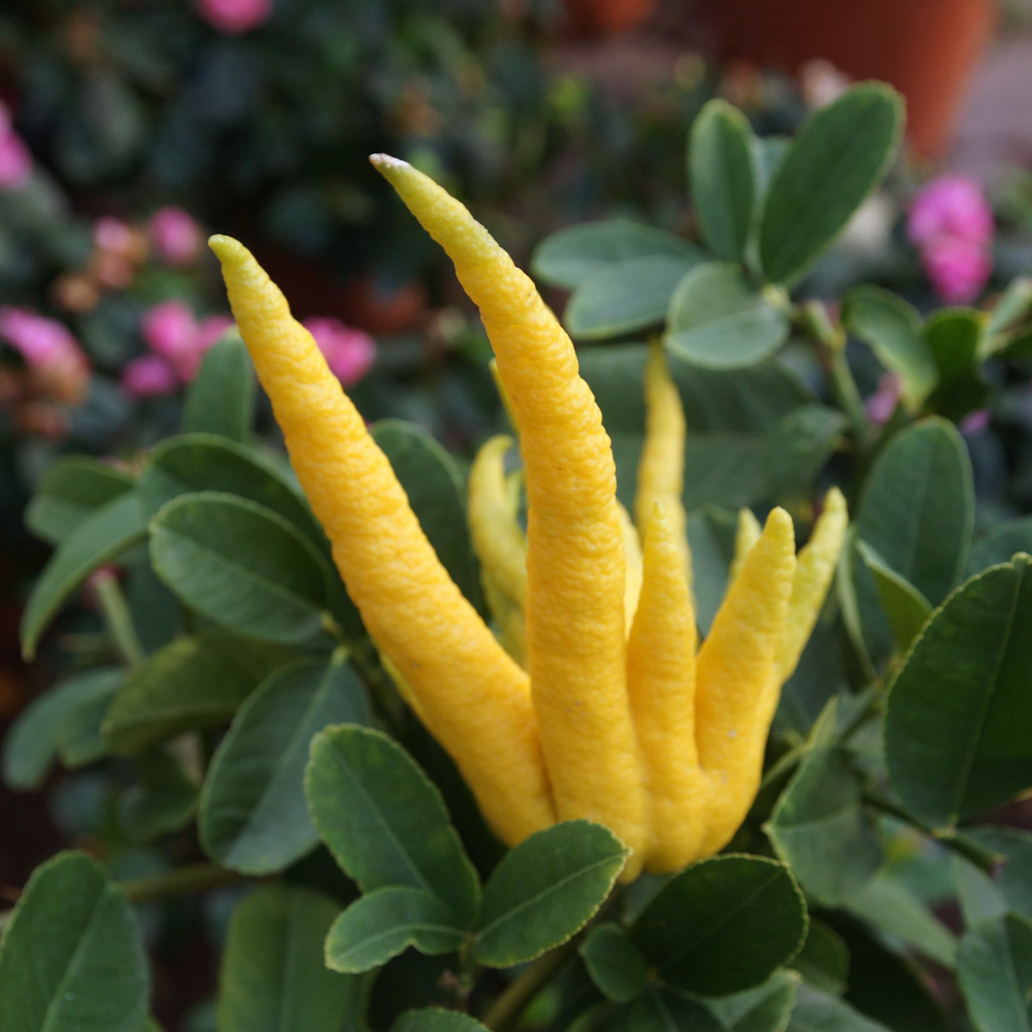 50Pcs Buddha's Hand Plant Seeds