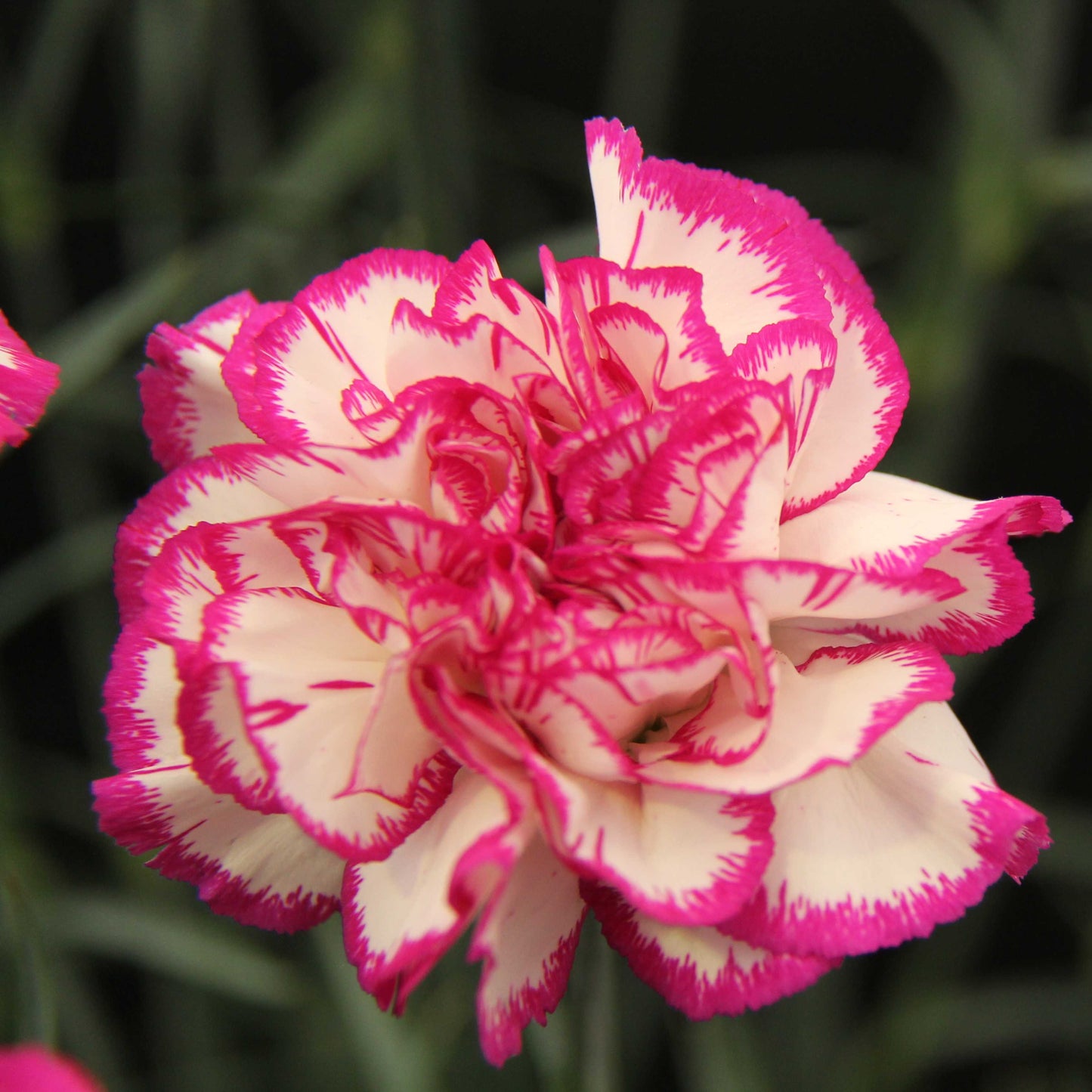 100Pcs Mixed Multi-Color Carnation Flower Seeds